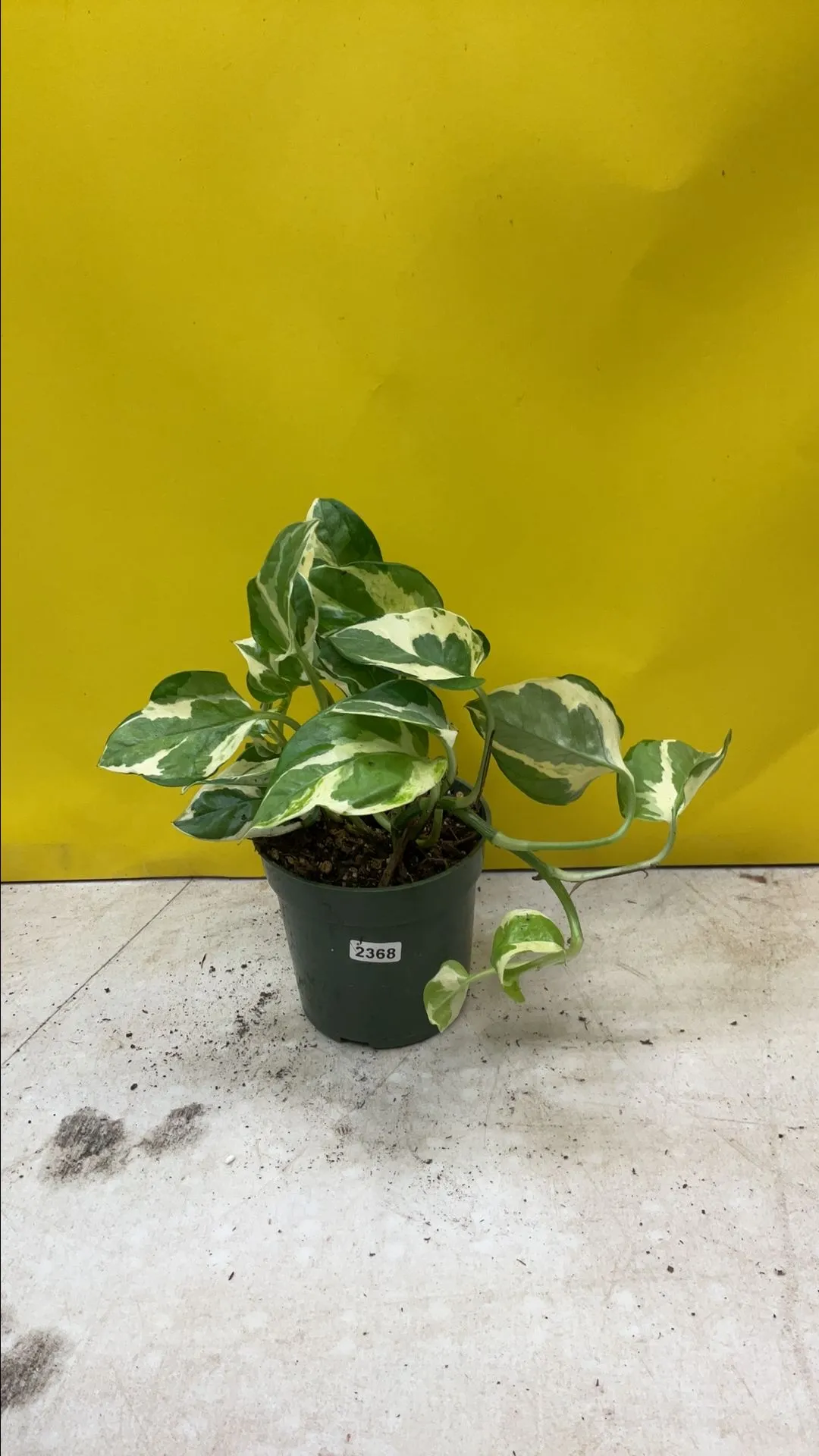 Product image for Pothos N'Joy 2368