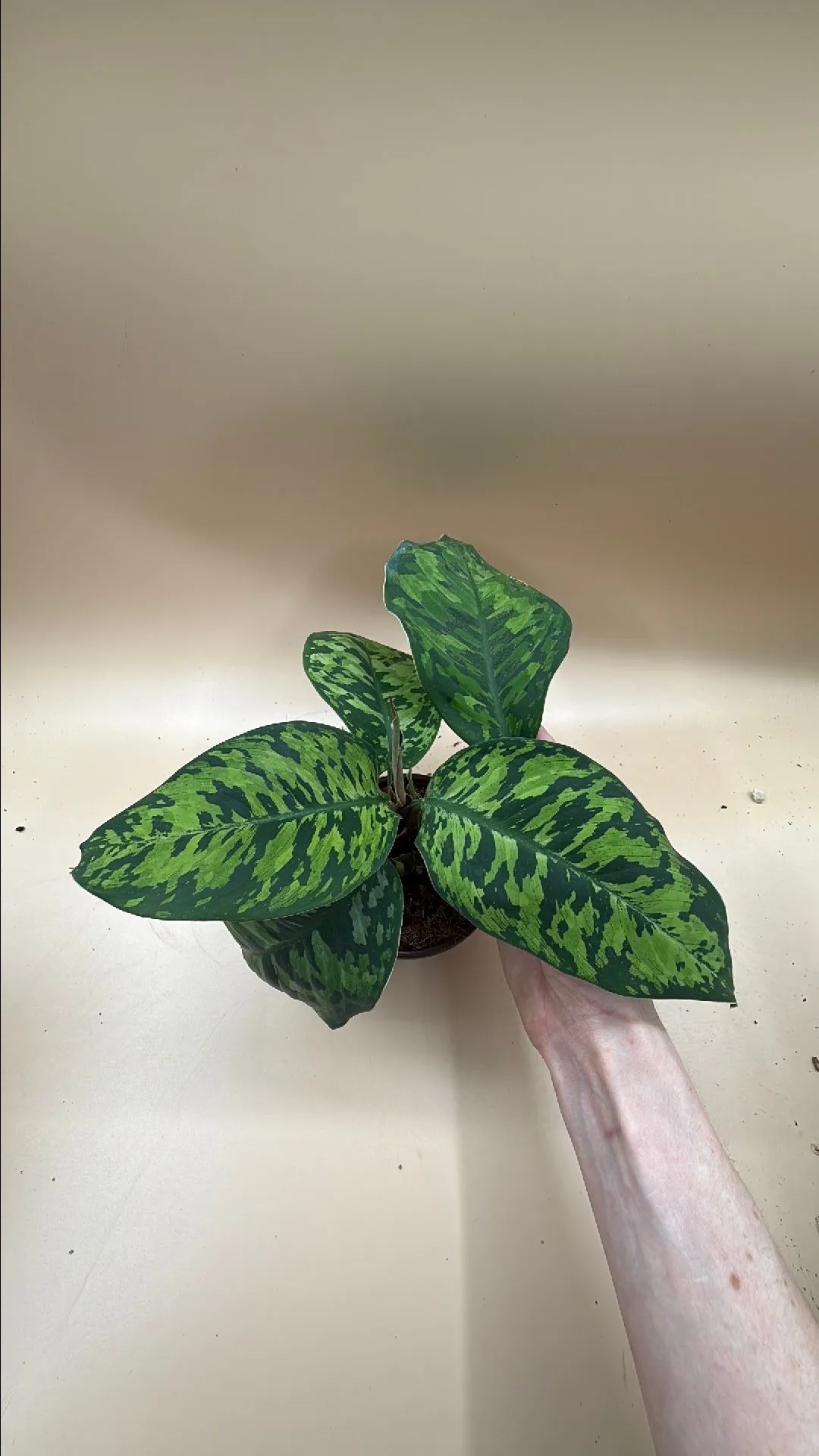 Product image for Homalomena Camoflauge 6"