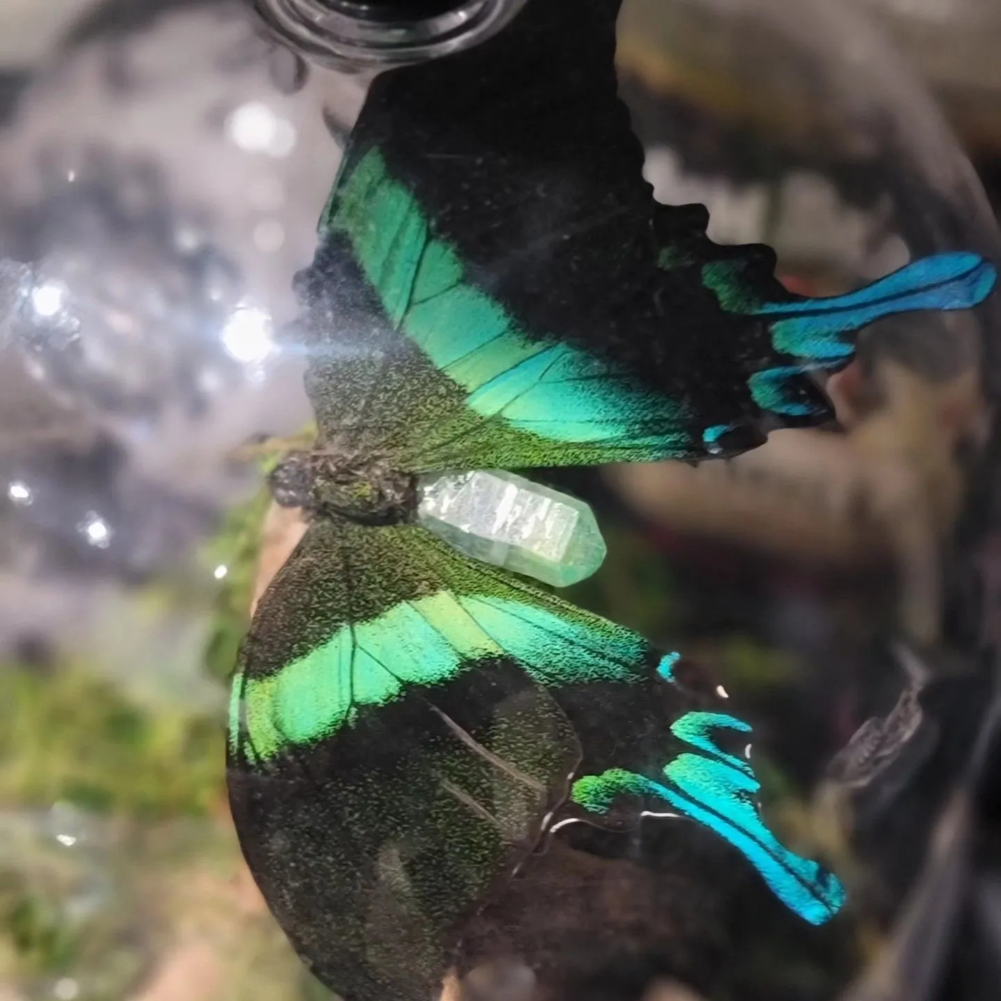Product image for Bug - Butterfly Bell Dome