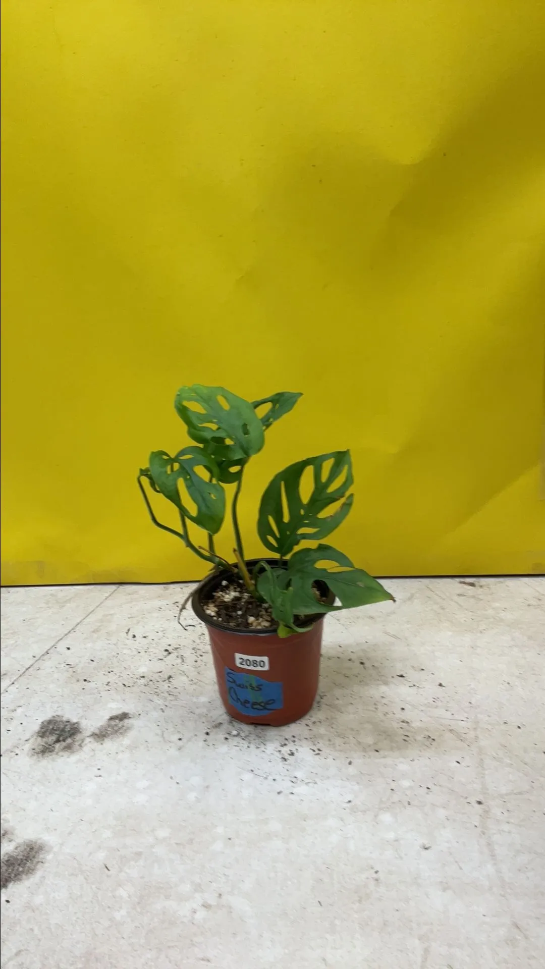 Product image for Monstera Adansonii 2080