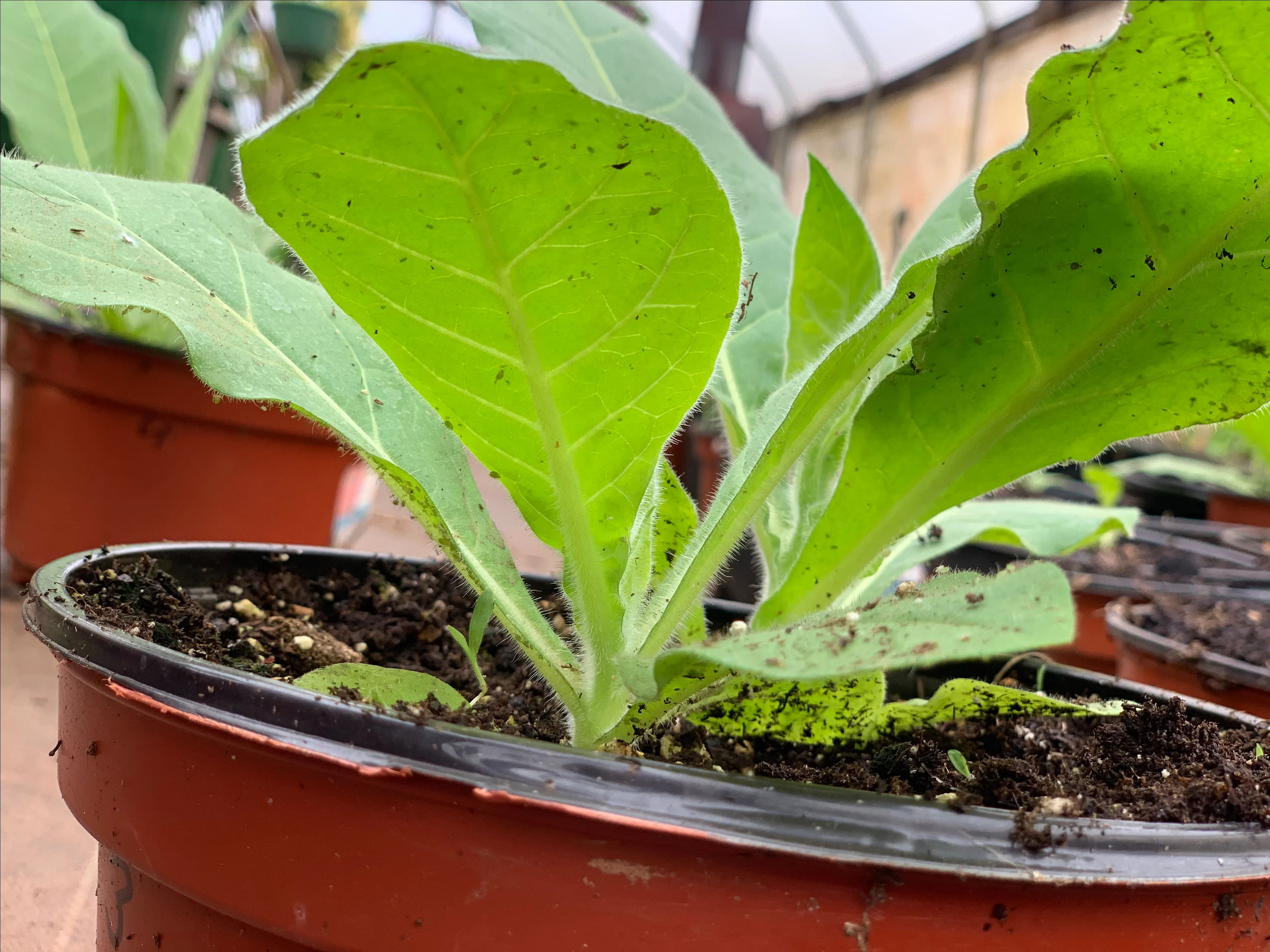 Live Plant Nicotiana Tabacum (Tobacco Plant) in 1 gallon nursery pot ·  Whatnot: Shop, Sell, Connect