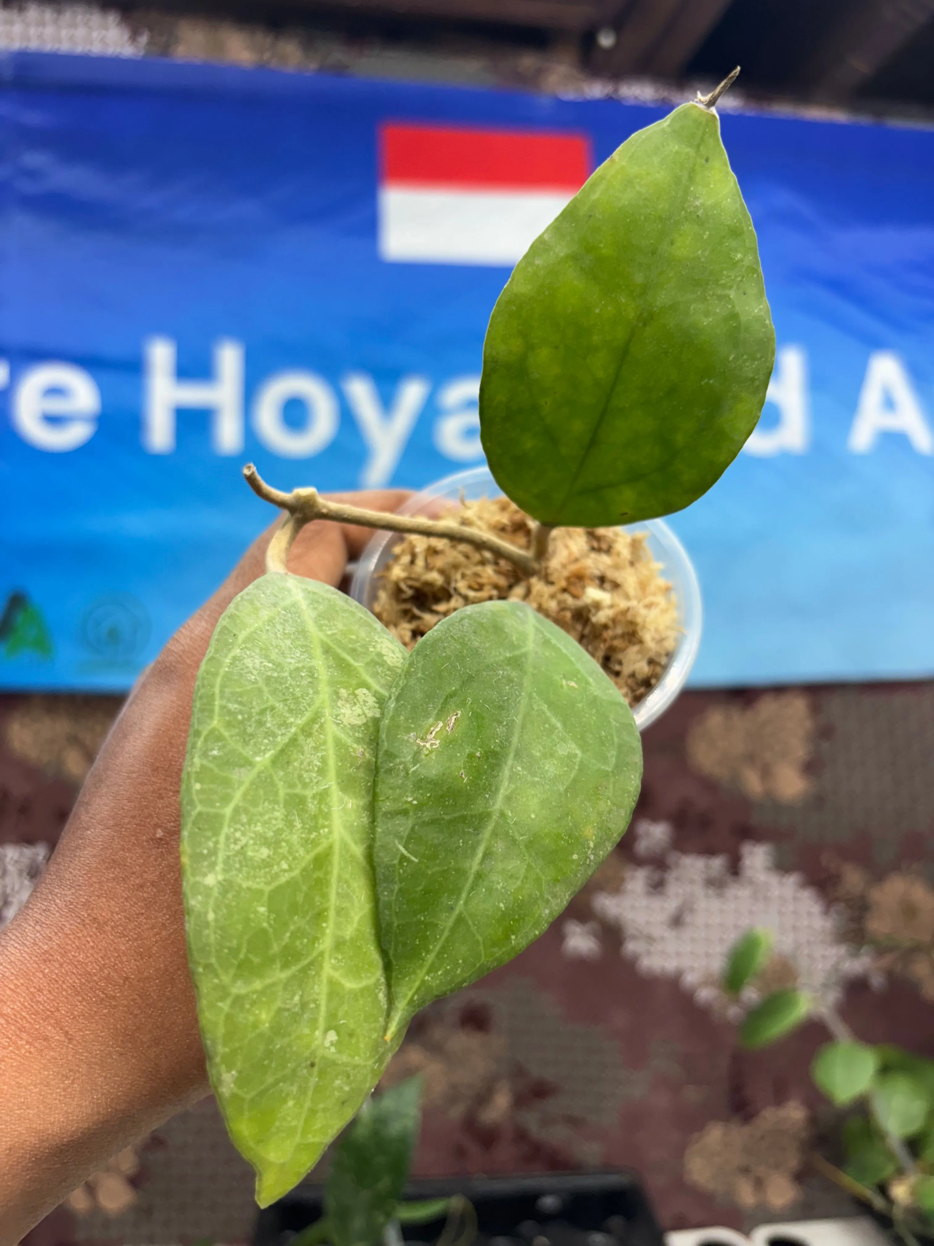 Product image for  D06030BH - Hoya Verticillata Wayang_BHR
