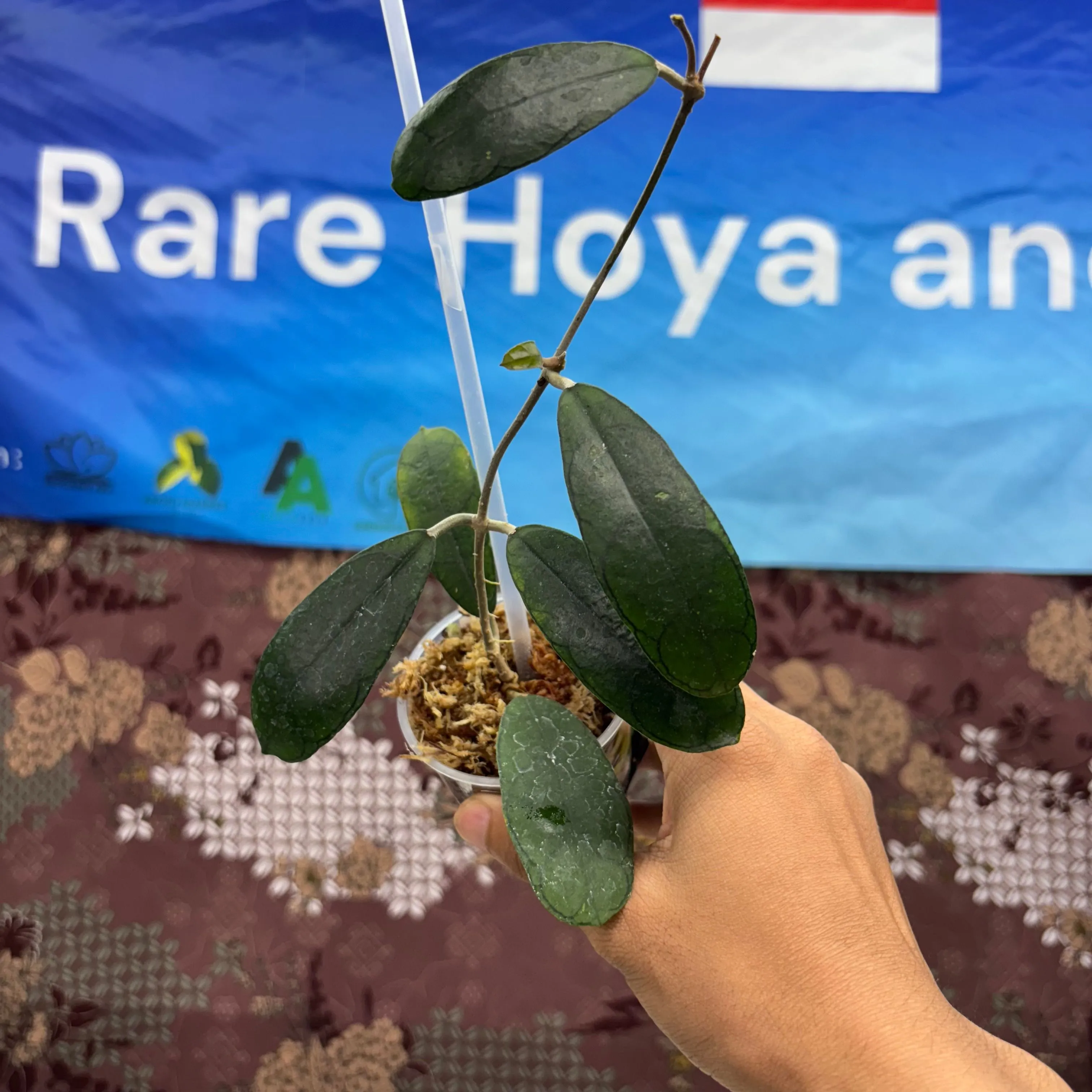 Product image for  D04009BH - Hoya New Sp Mutia