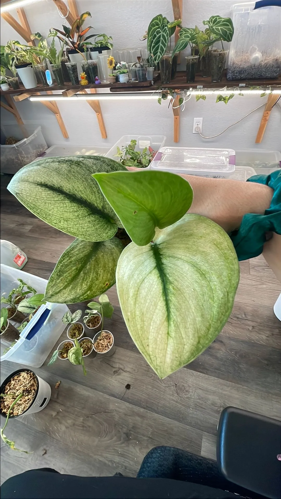 Product image for Scindapsus Hologram
