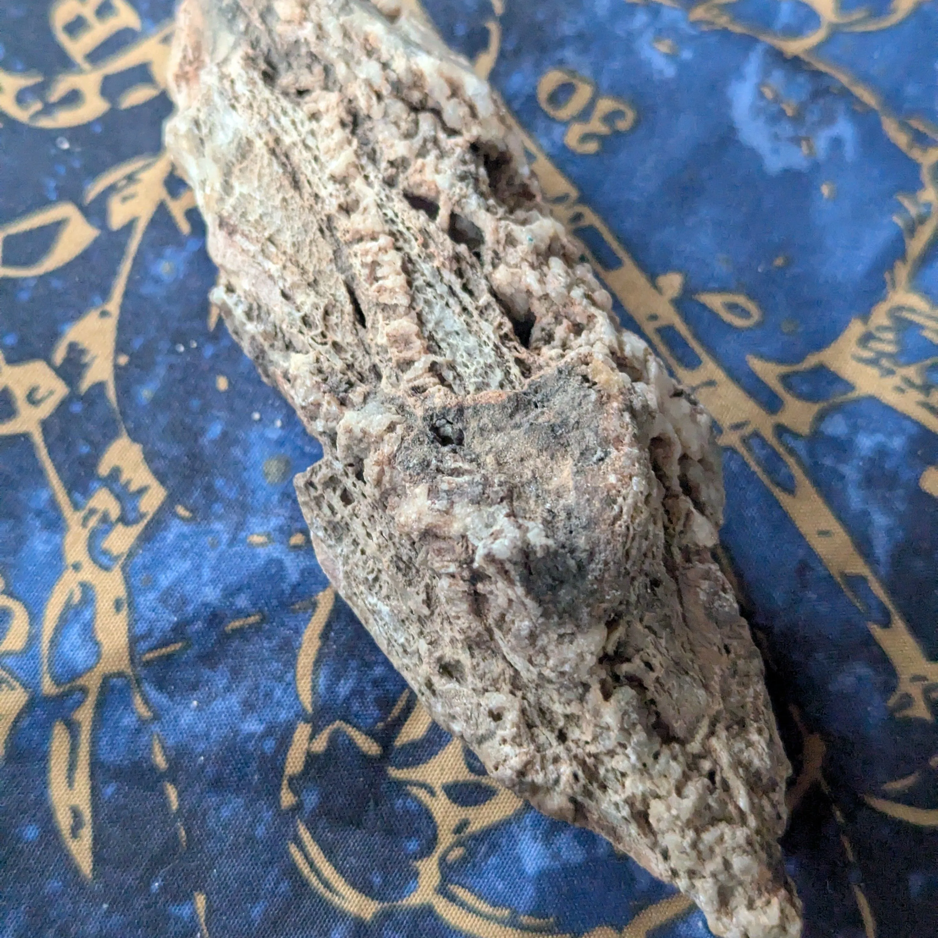 Product image for Petrified wood specimen 