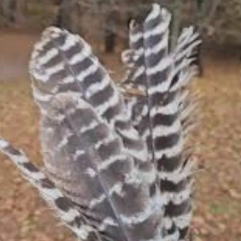Product image for the single Bared turkey Feather 