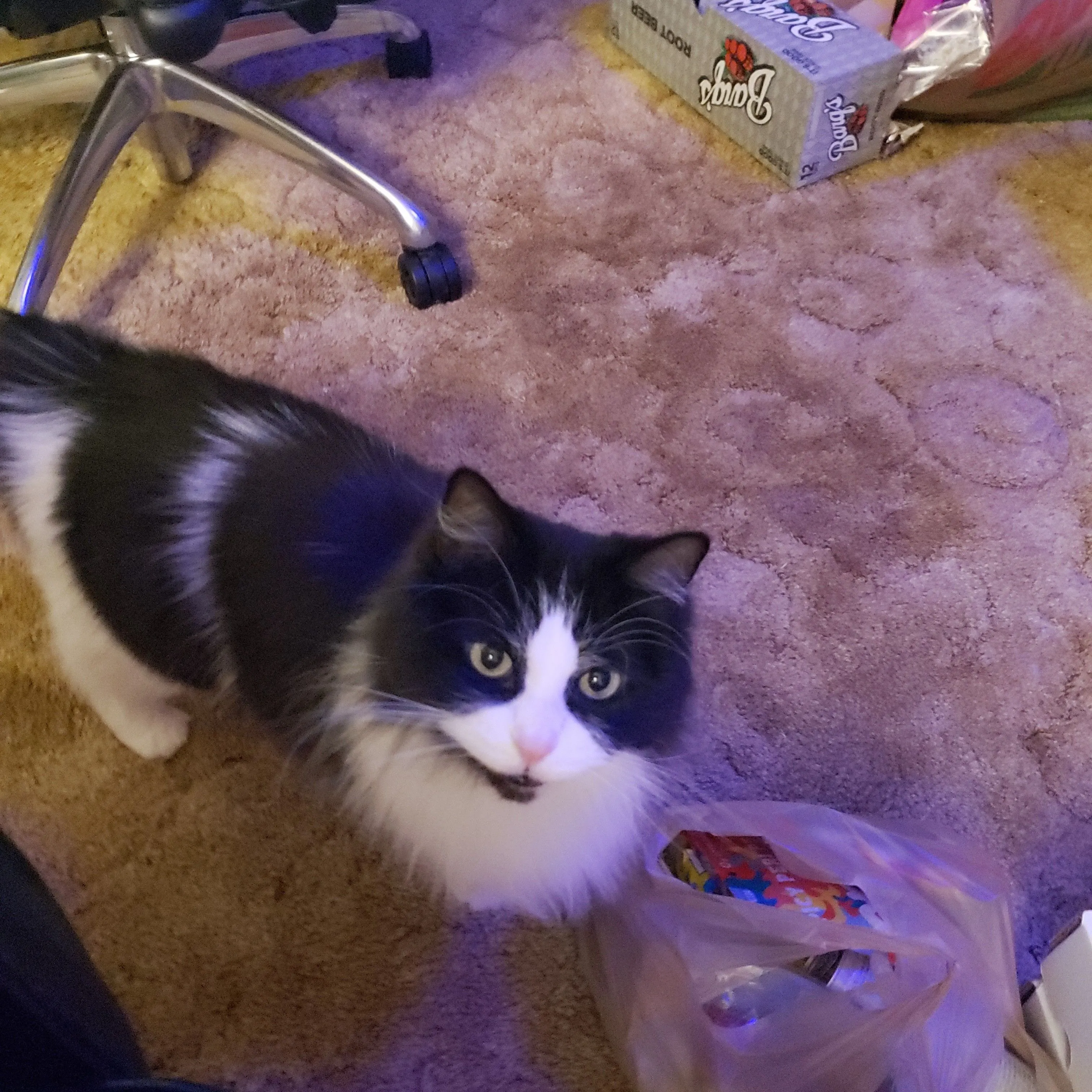 Product image for *Donation* Cat treats for bob!