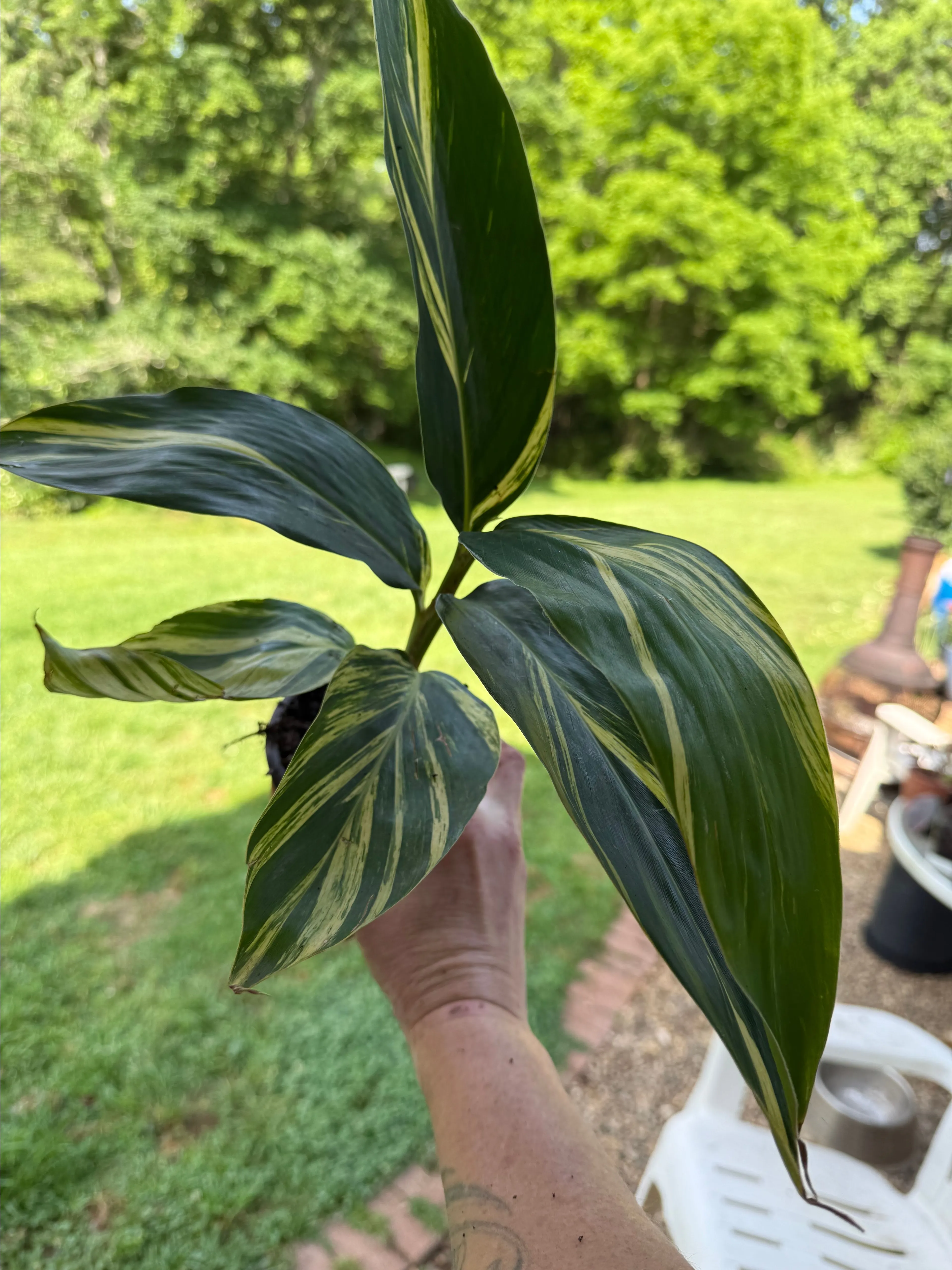 Product image for Variegated Ginger