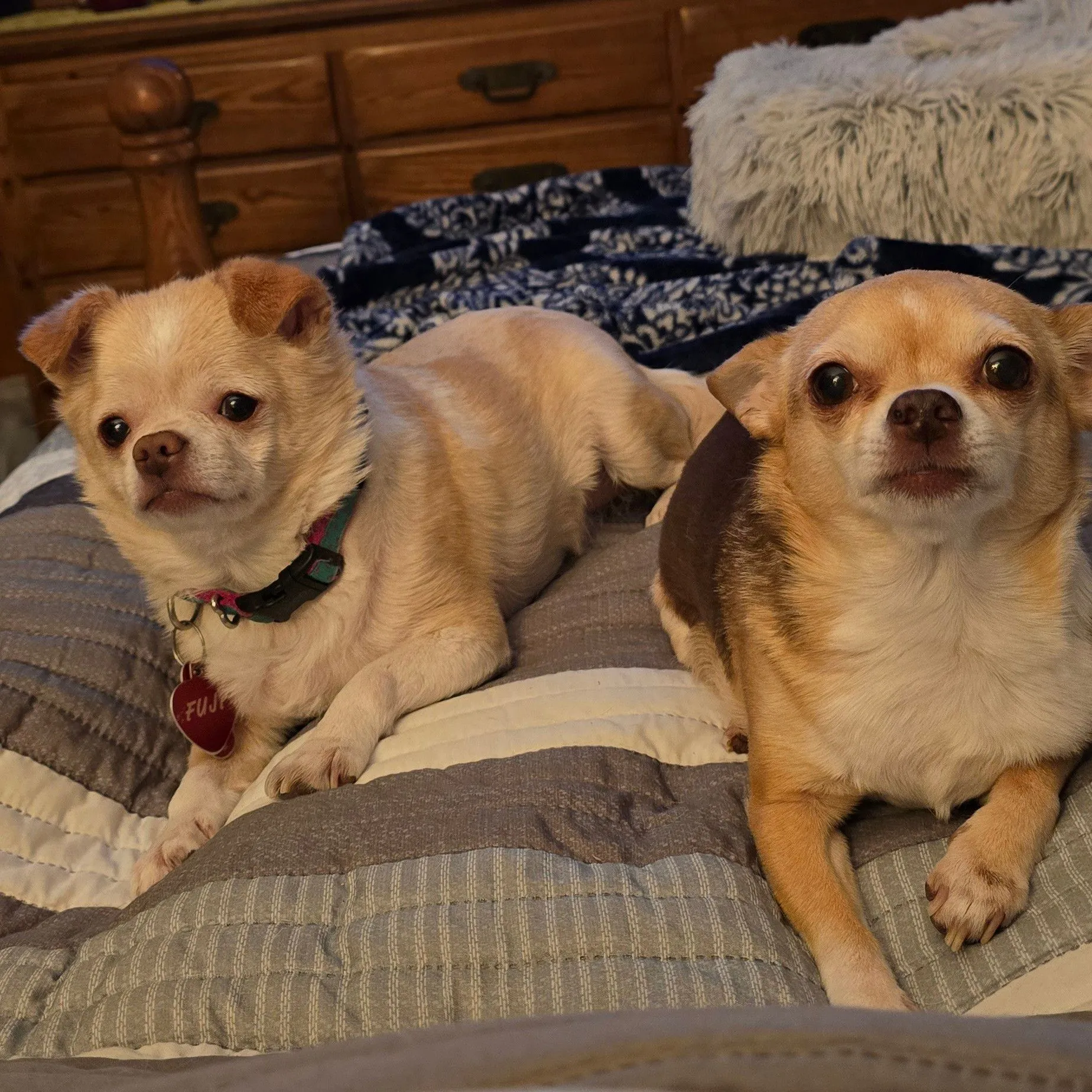 Product image for Treats for my dogs