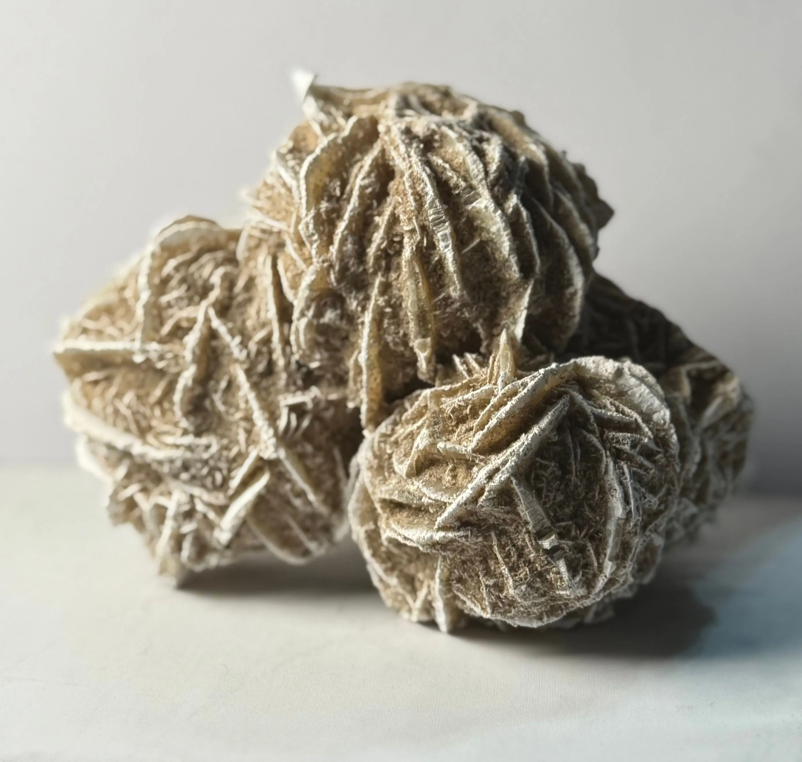 Product image for Desert Rose