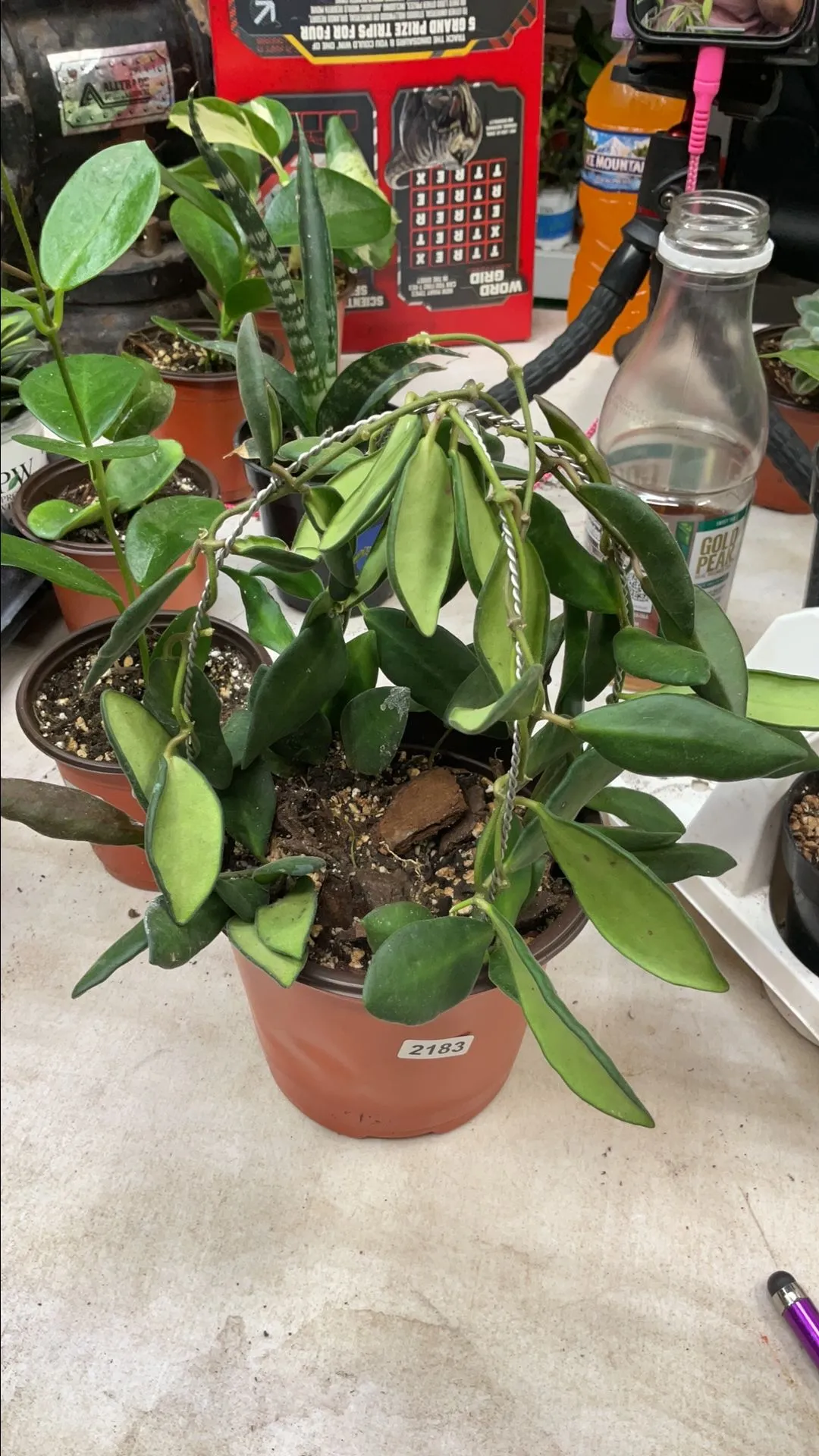 Product image for Burtoniae Hoya 2183