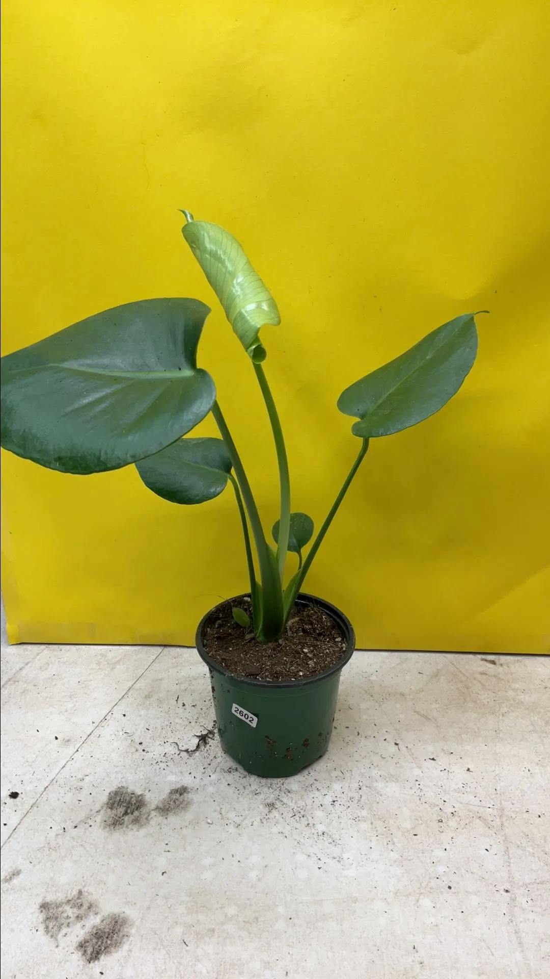 Product image for Monstera Deliciosa 2602