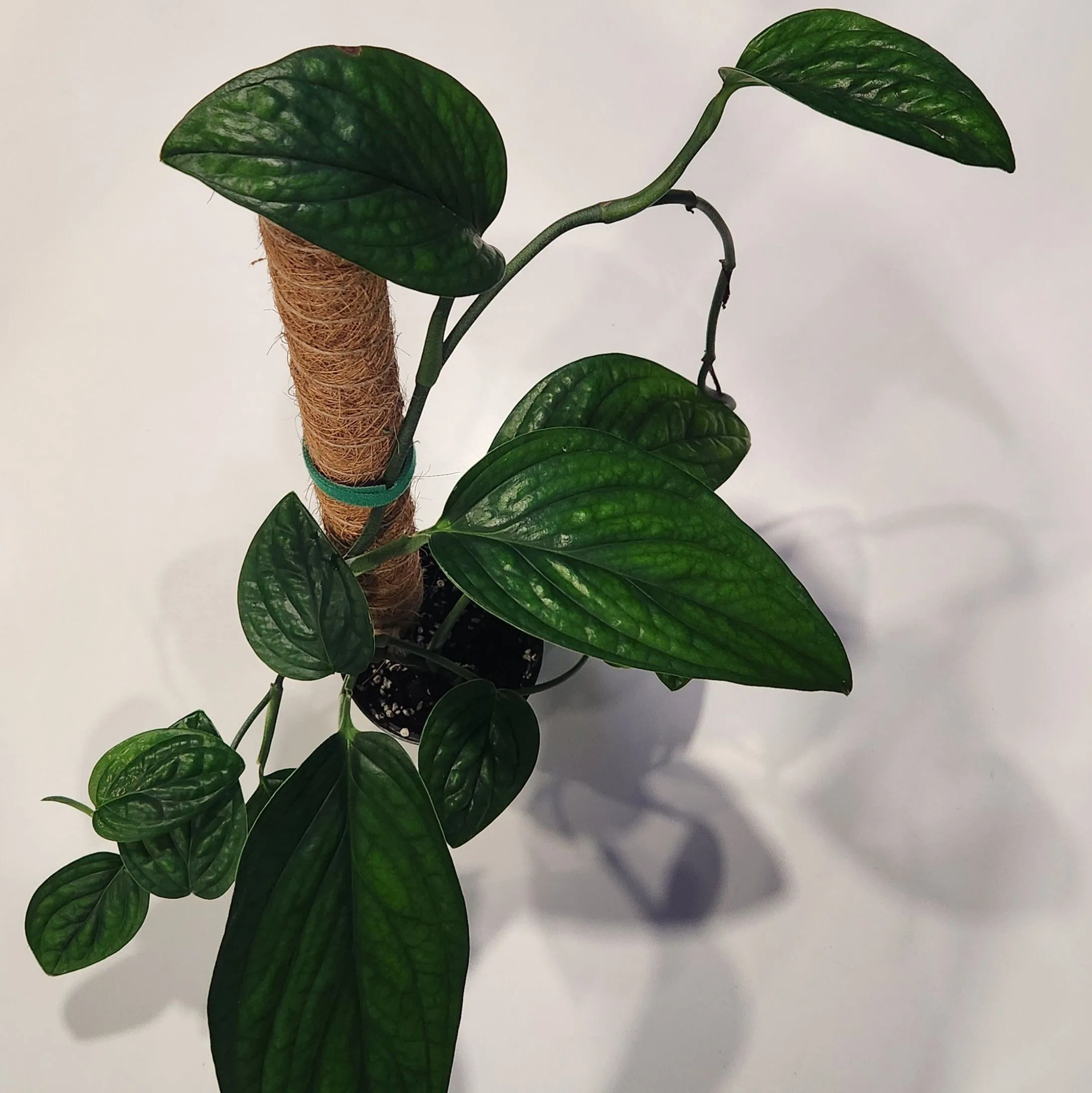 Product image for Monstera Puru