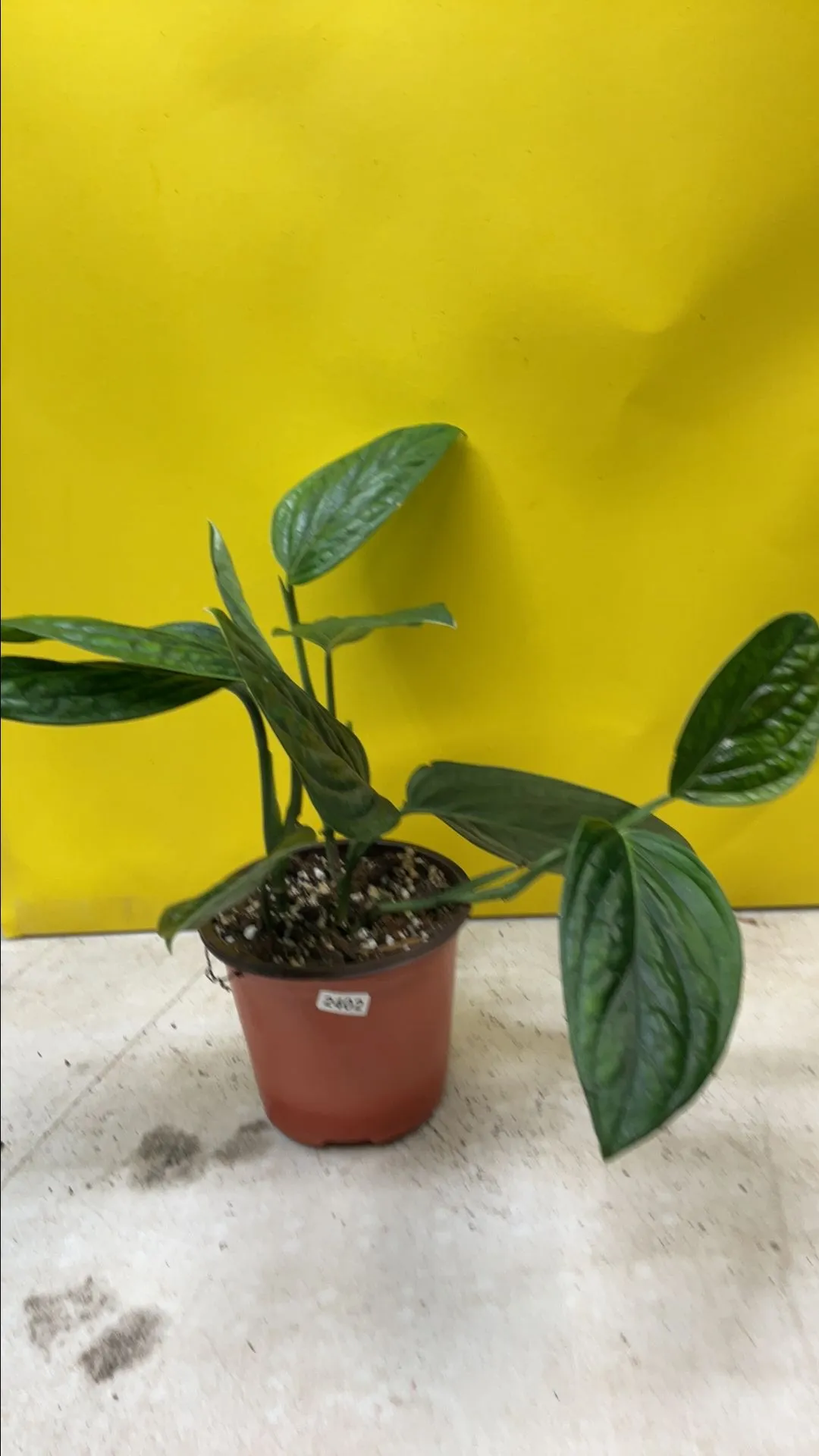 Product image for Monstera Peru 2402