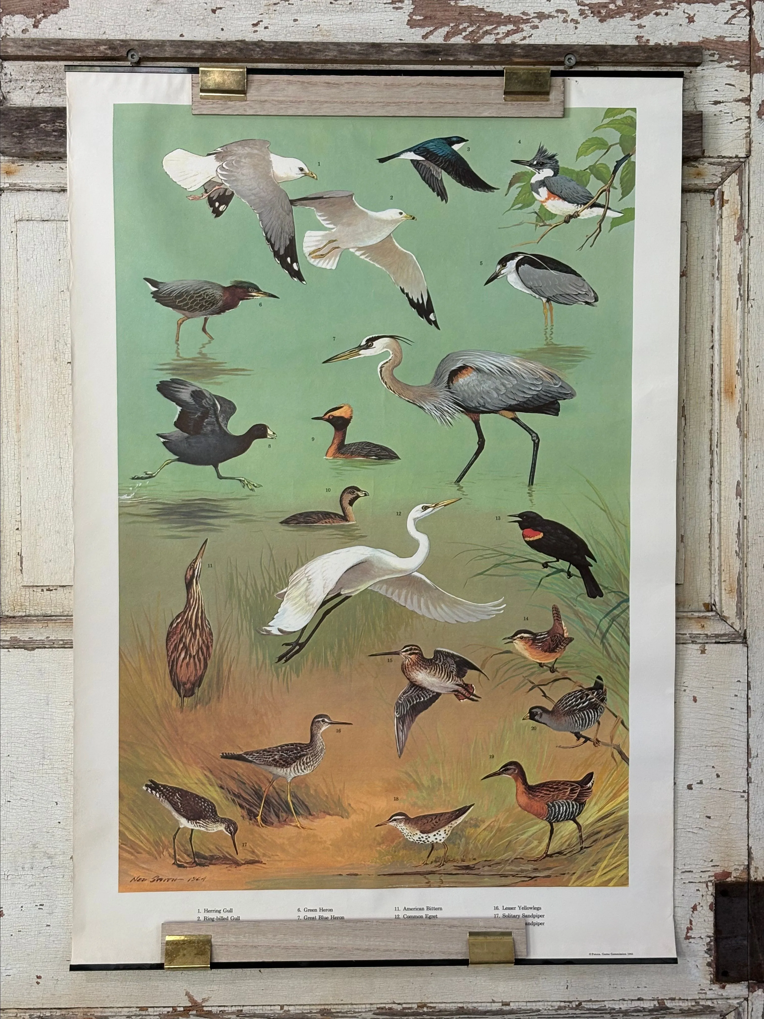 Product image for 7.  RARE 1964 Ned Smith "Marsh and Water Birds"
