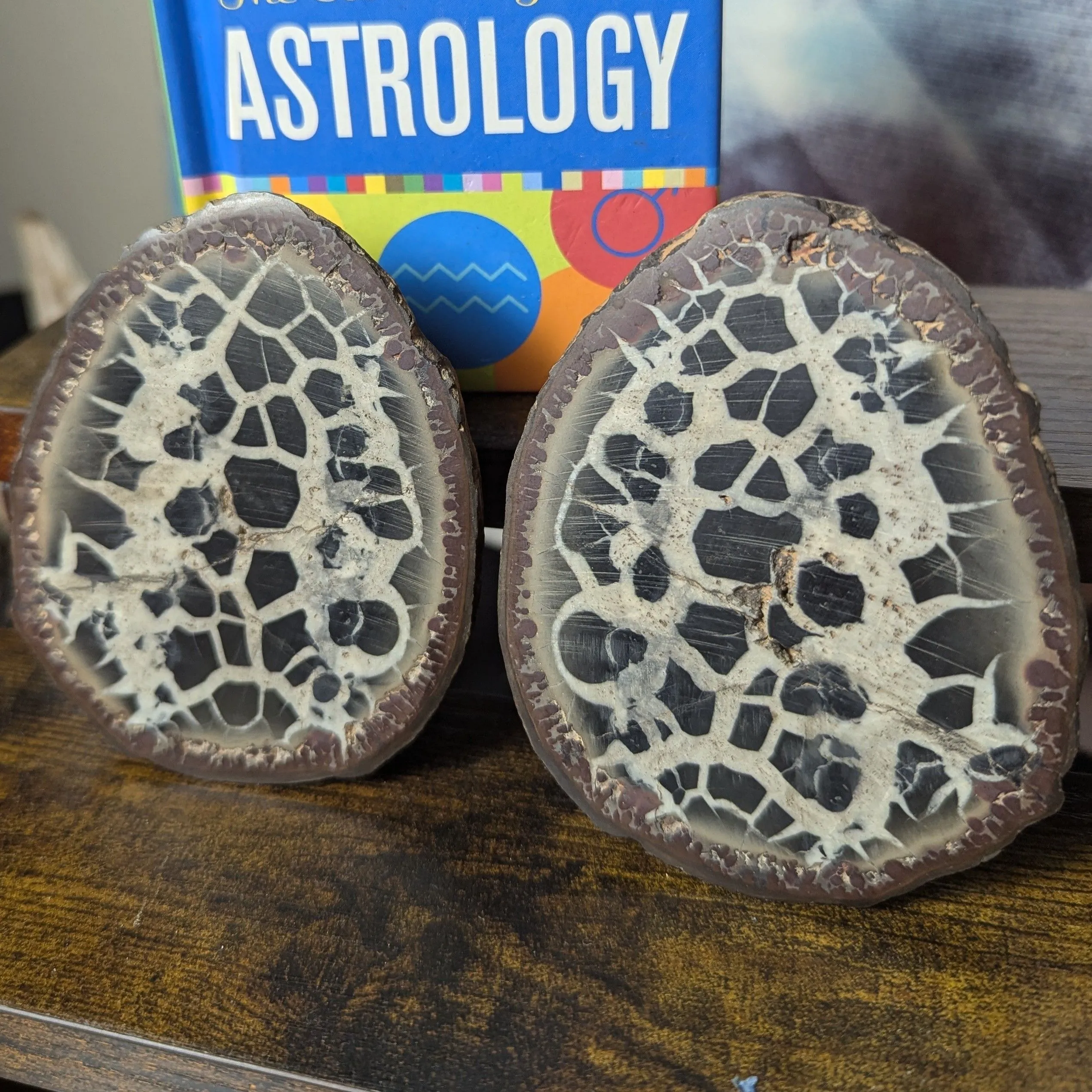 Product image for Septerian nodule 2 piece
