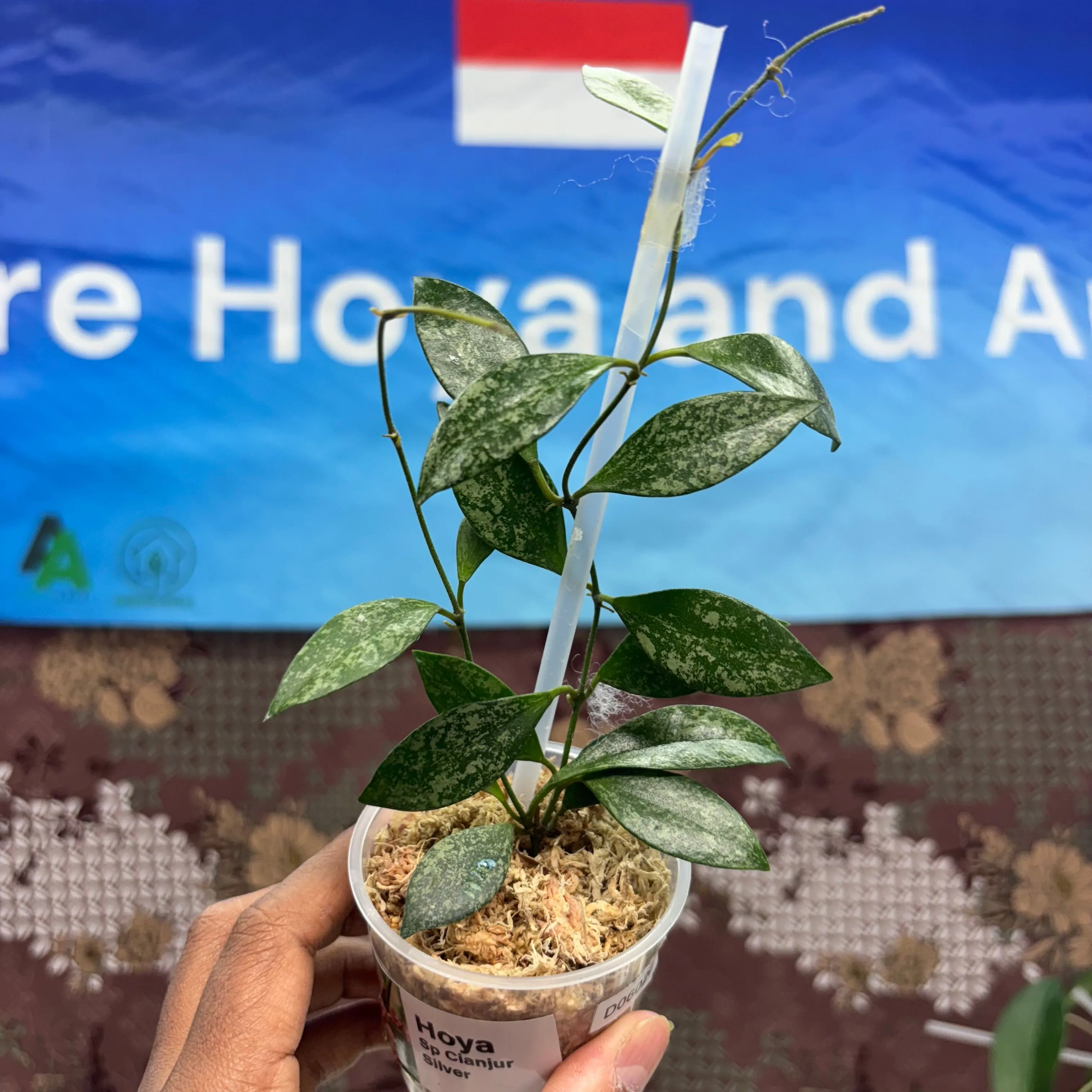 Product image for  D06020BH - Hoya Sp Cianjur Silver