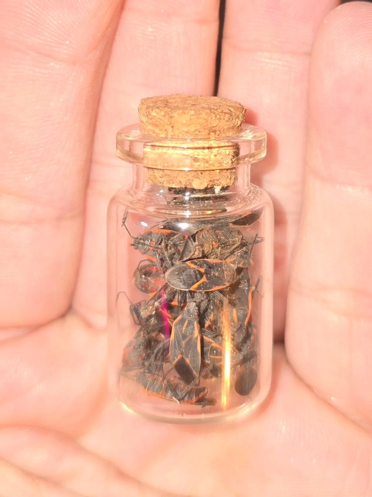 Product image for Mini Vile Jar Of Boxelder Bugs Display Oddity