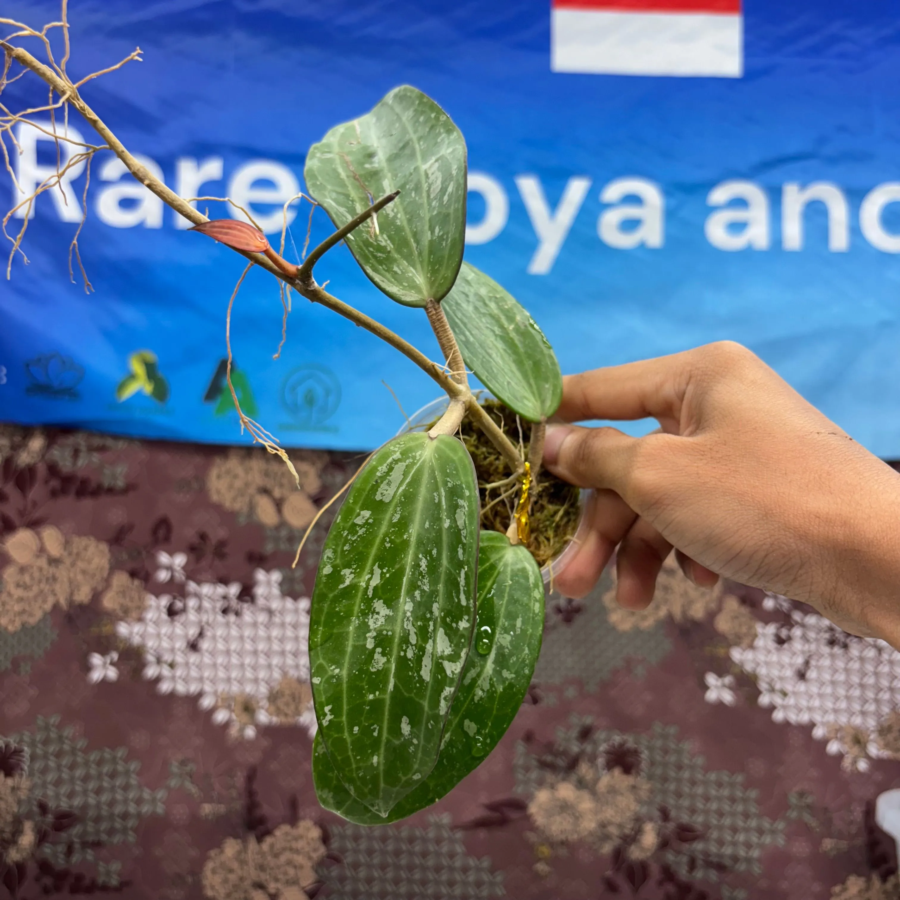 Product image for  D05009 - Hoya Macrophylla Splash