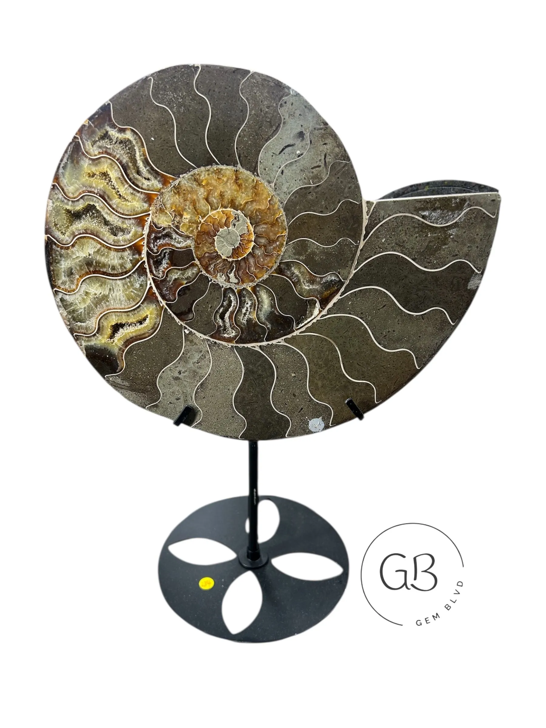 Product image for Statement Ammonite Fossil