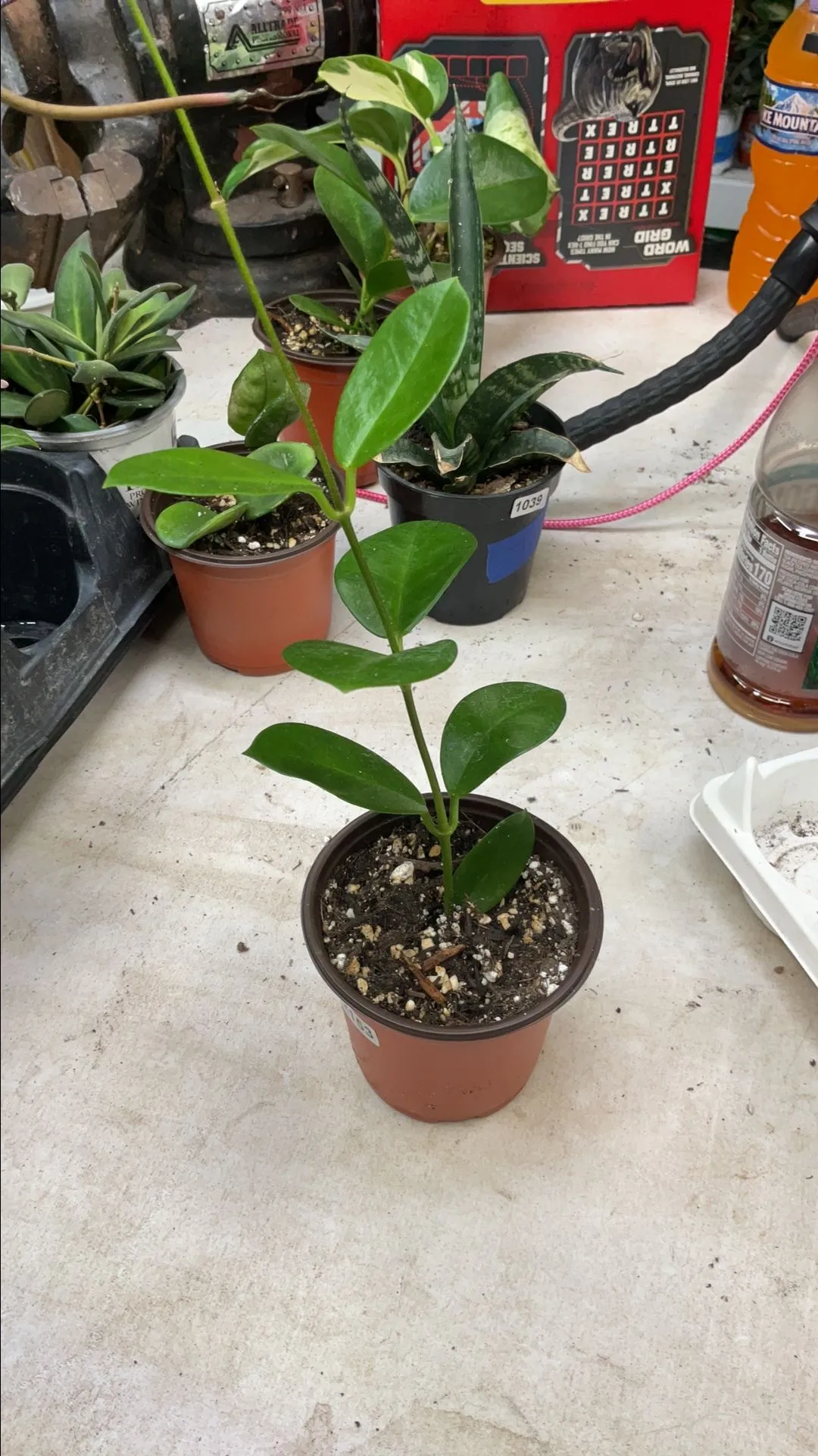 Product image for Australis Hoya 2153