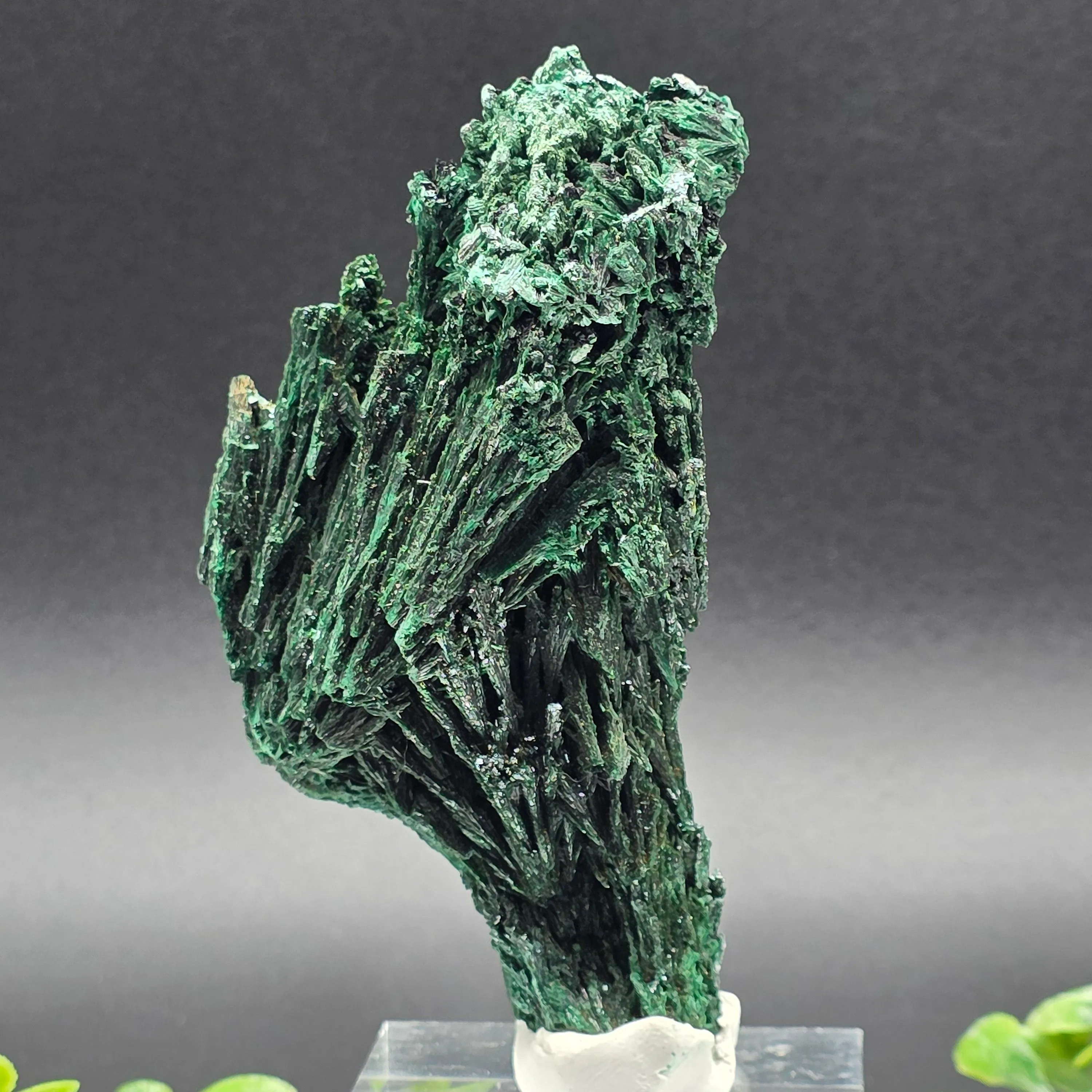 Product image for #525 Malachite Congo