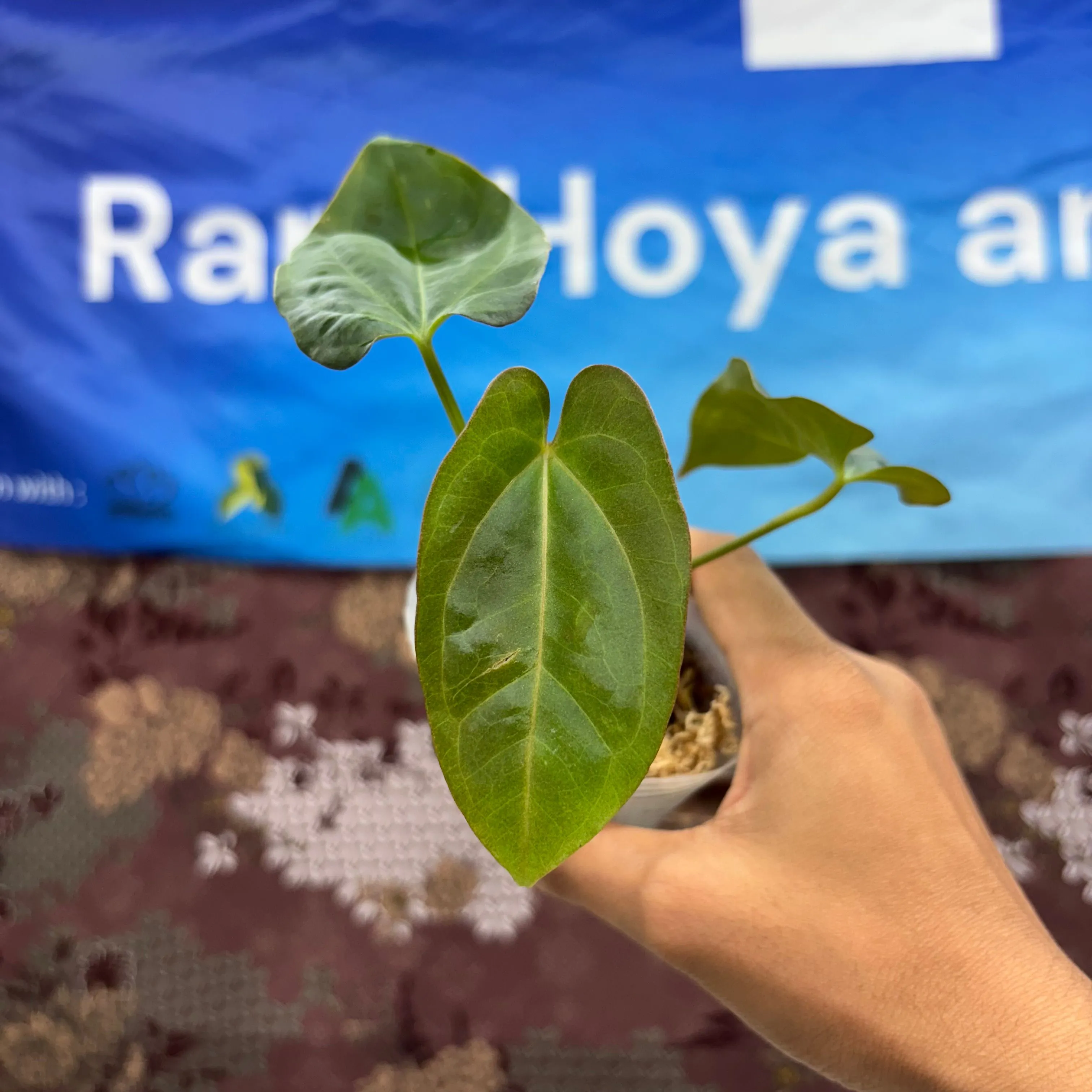 Product image for  B01017 -  Monstera Obliqua