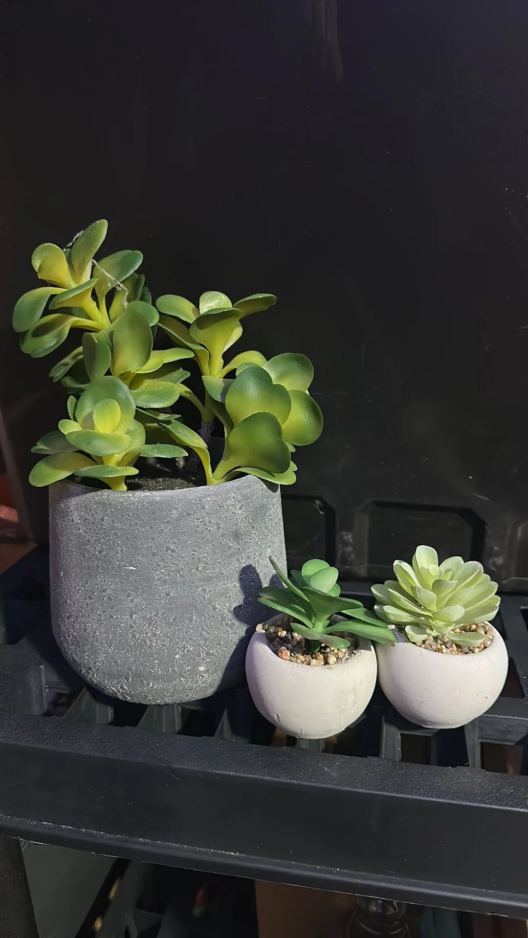 Product image for Succulent Lot