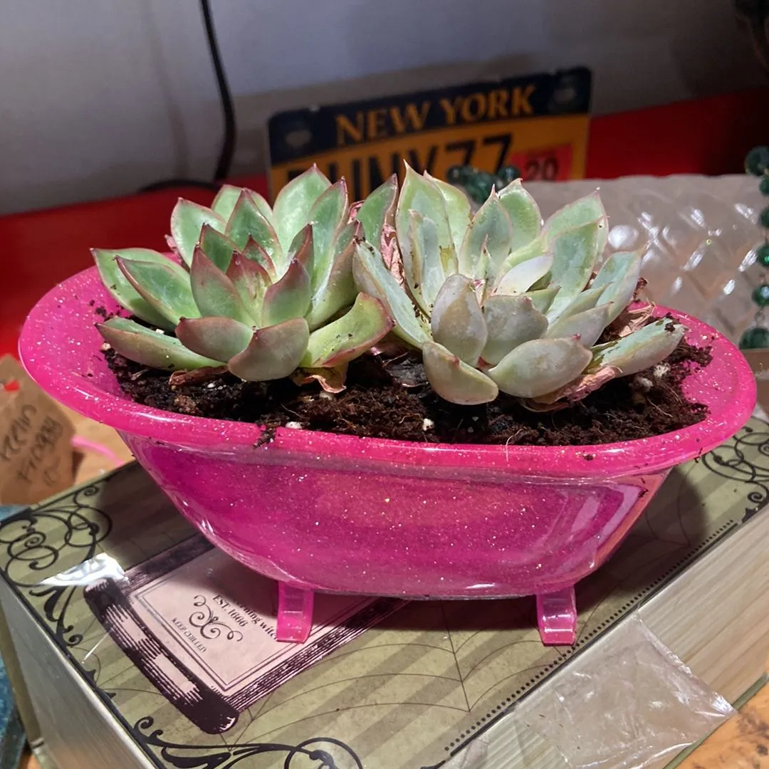 Product image for Epoxy resin pink bathtub succulent pot