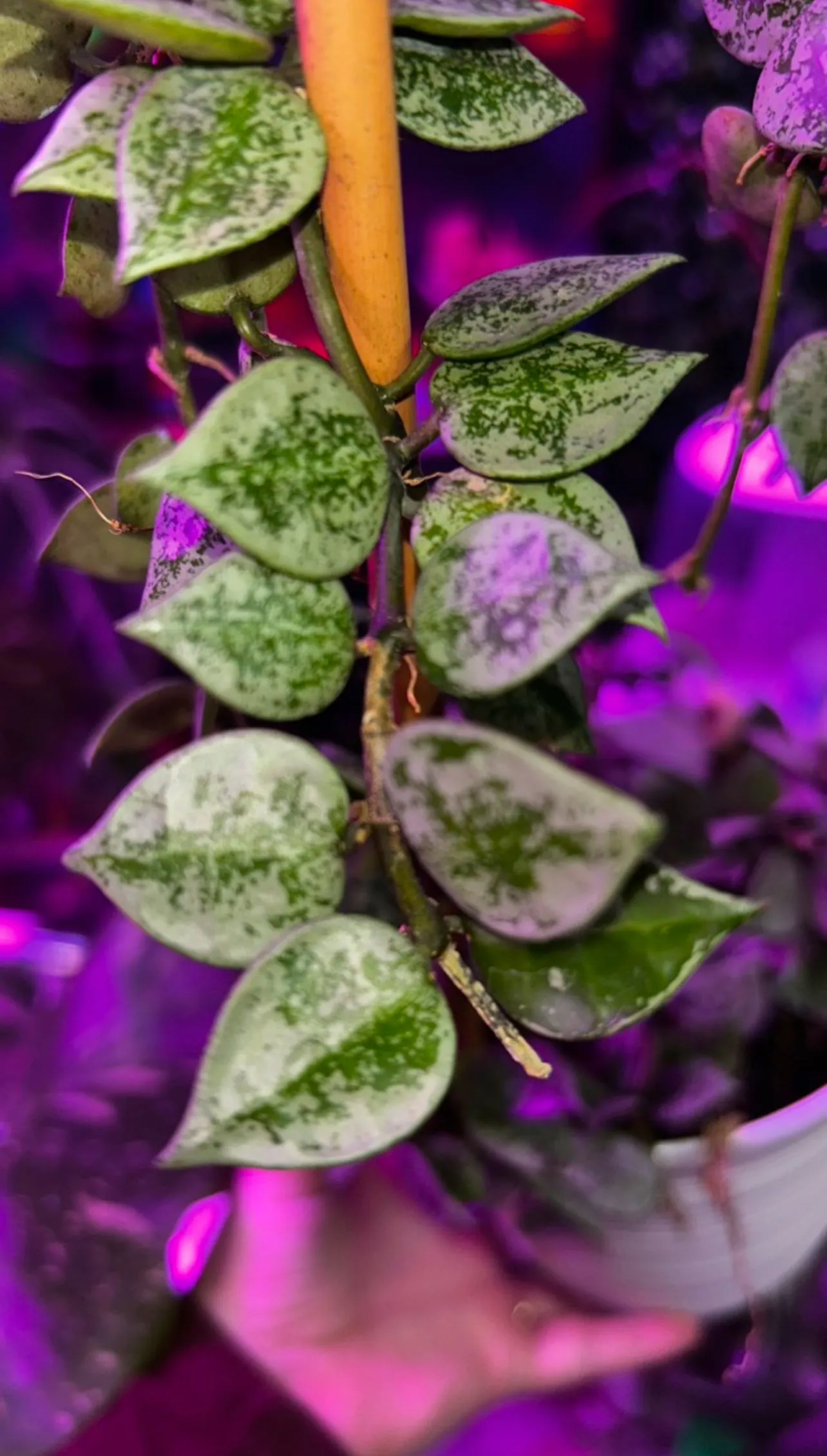 Product image for Hoya khroniana super silver cutting