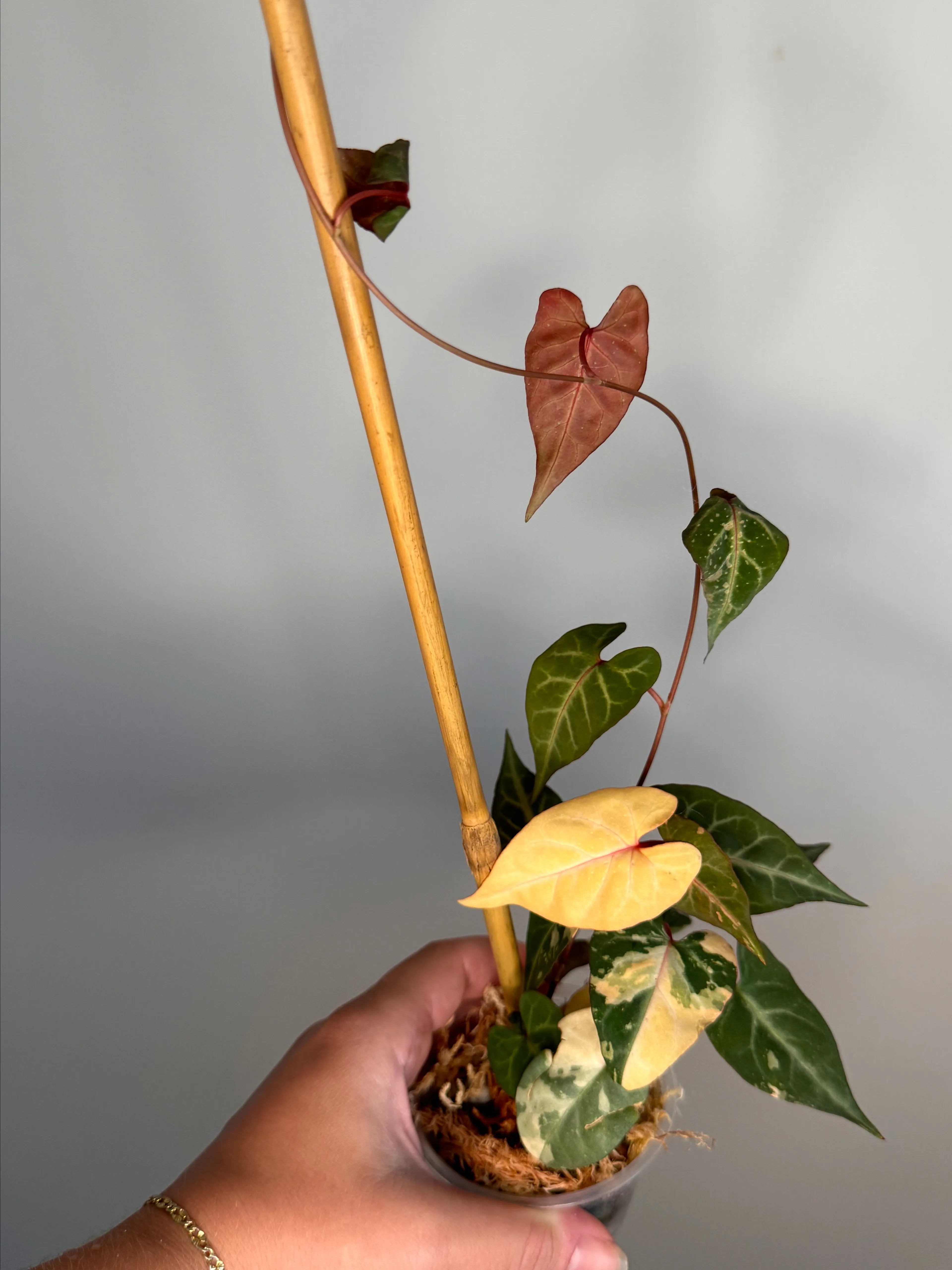 Product image for Fallopia Multifloria