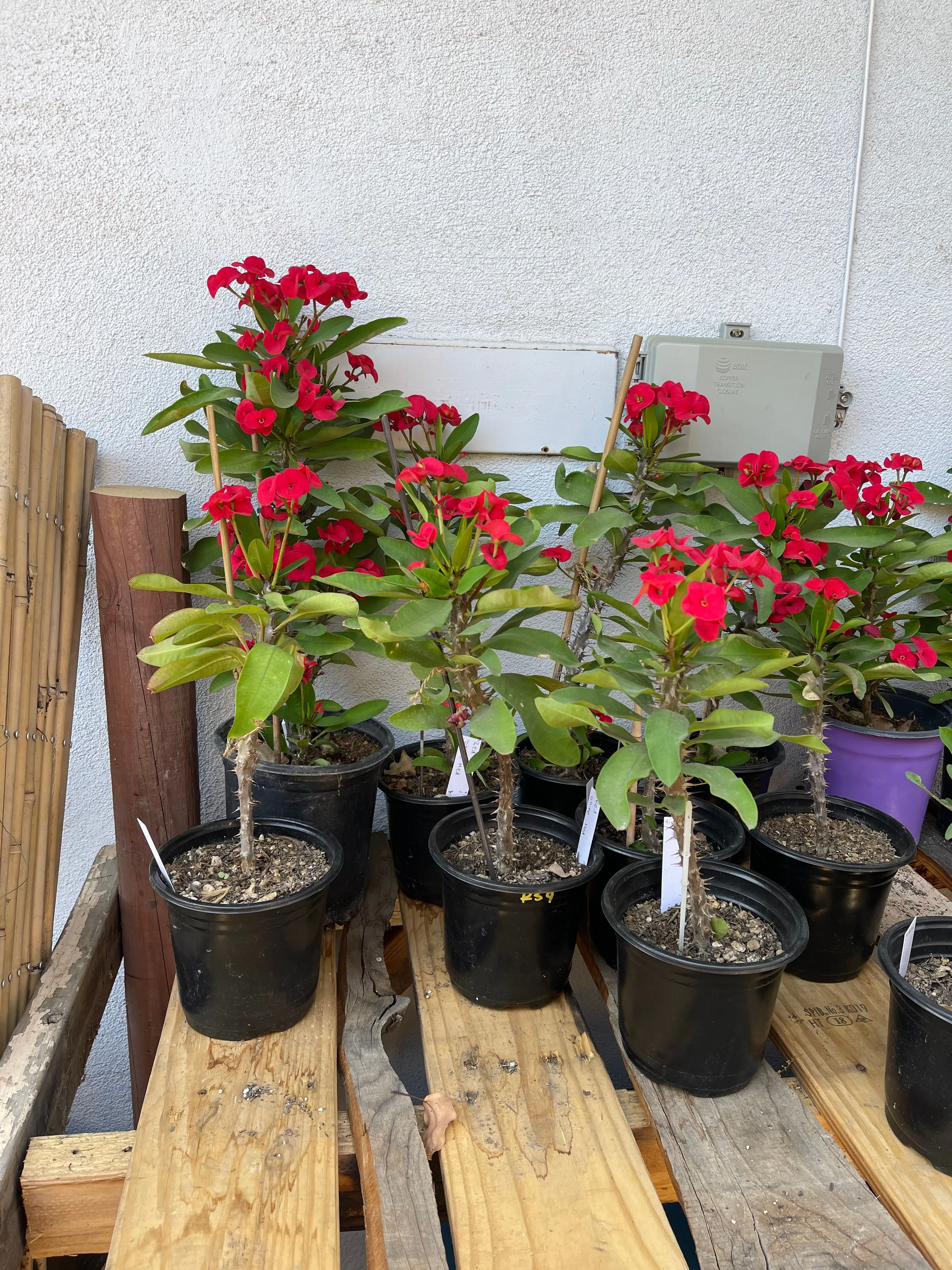 Product image for Red crown of thorns (tall)