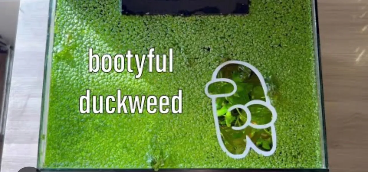 Product image for Duck weed (Aquatic Plant for aquariums) BUY2GET1