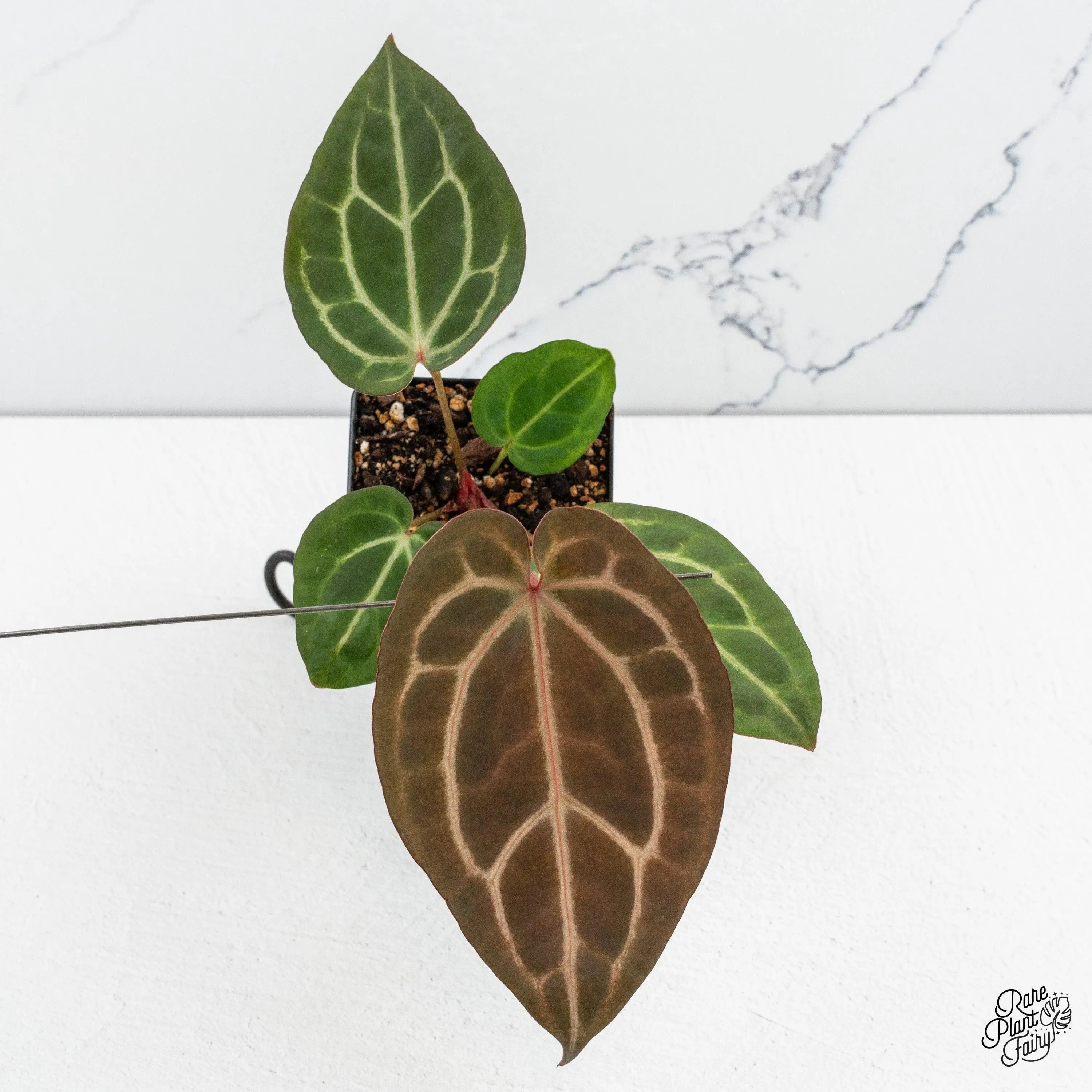 Anthurium Home, Sweet Home '32' x Dark & Handsome '9' by DocBlock® *Grower's Choice*