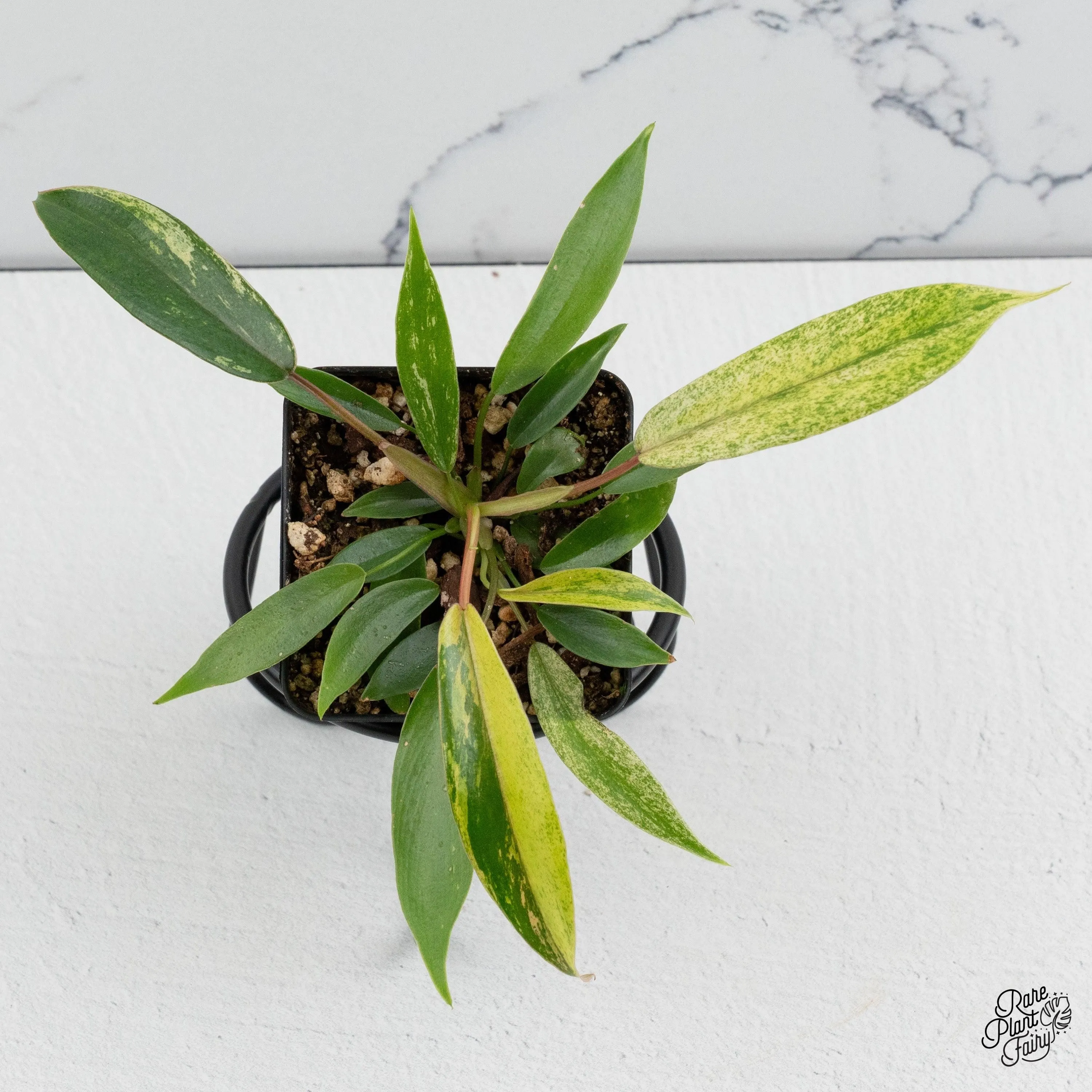 Philodendron Joepii variegated *Grower's choice*