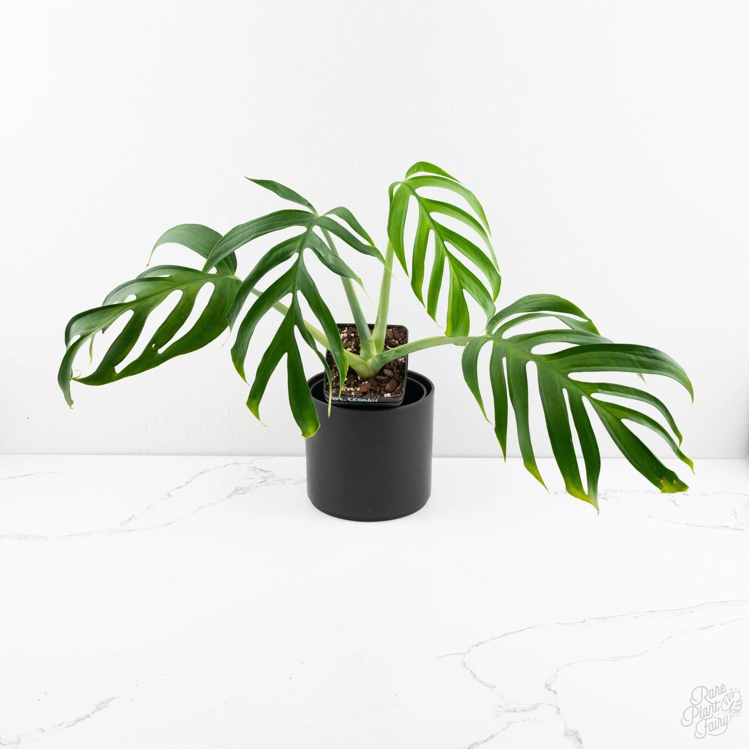 echte monstera deliciosa kaufen Monstera deliciosa (Fensterblatt) kaufen