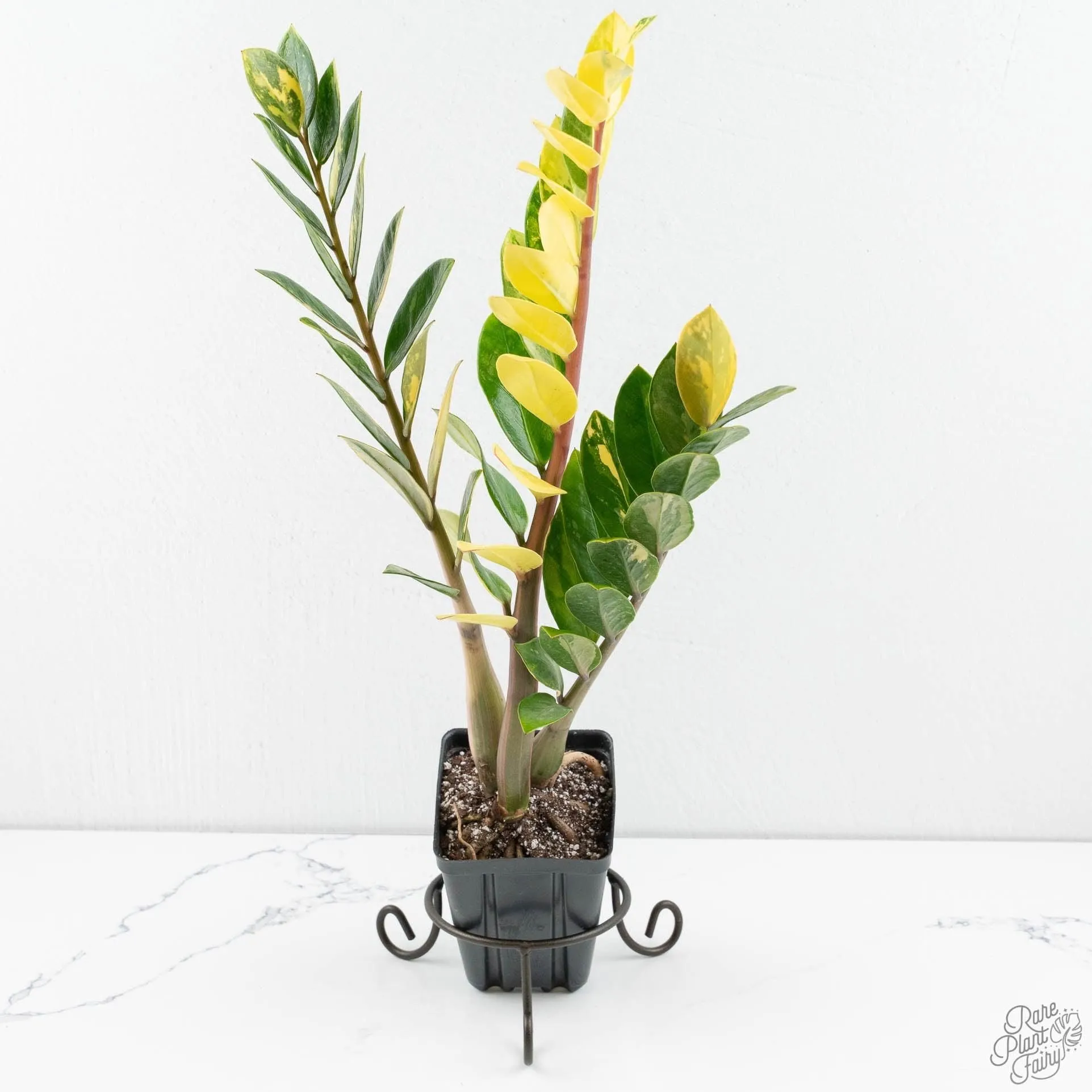 Zamioculcas zamifolia 'ZZ' aurea variegated *Growers Choice*