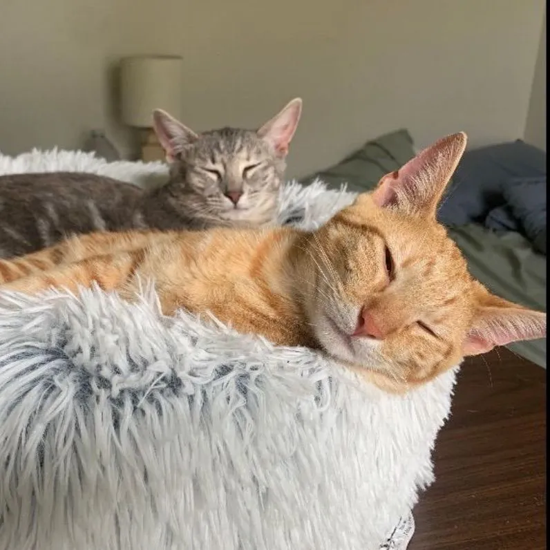 Product image for Treats for the Kitties