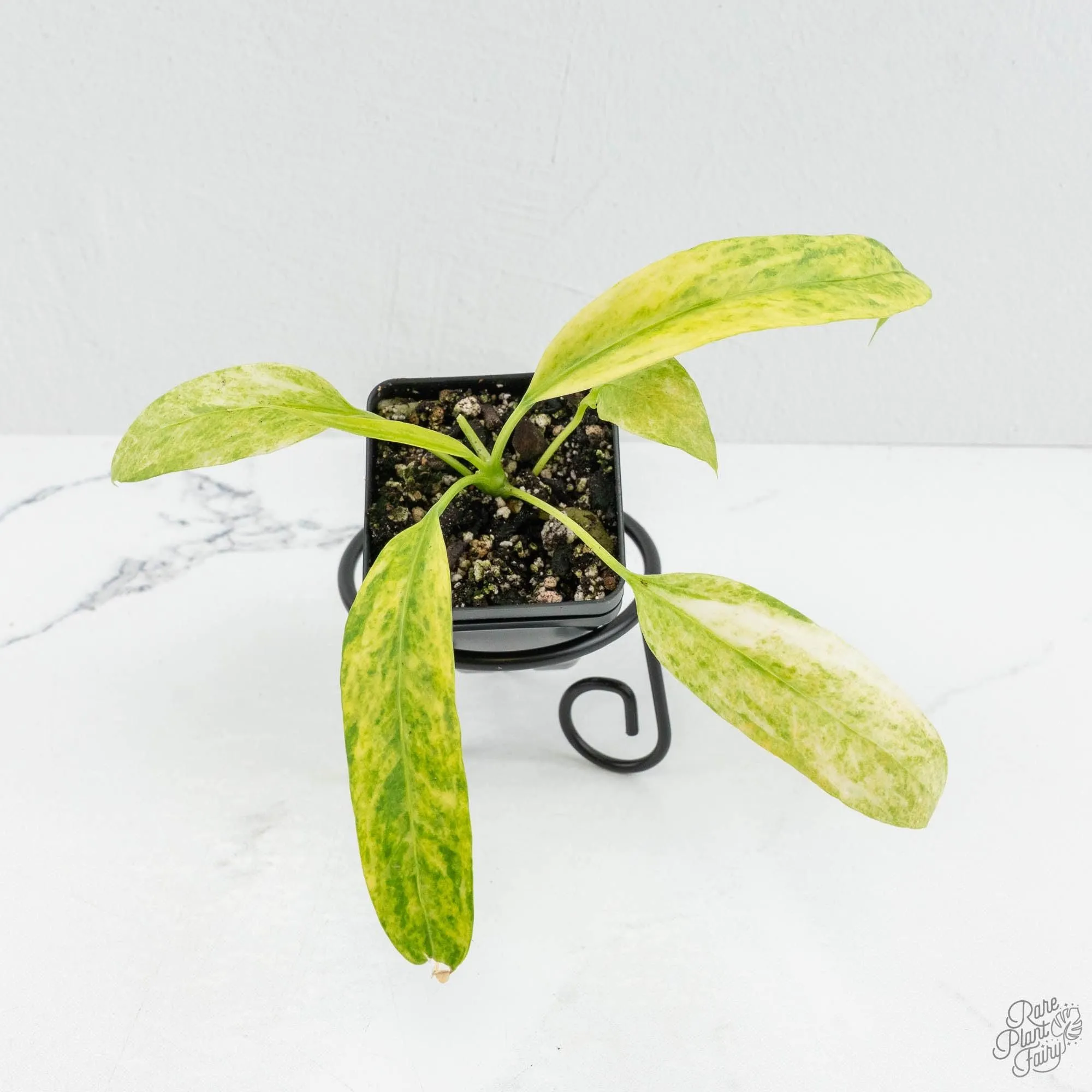 Anthurium vittarifolium variegated *Grower's Choice*