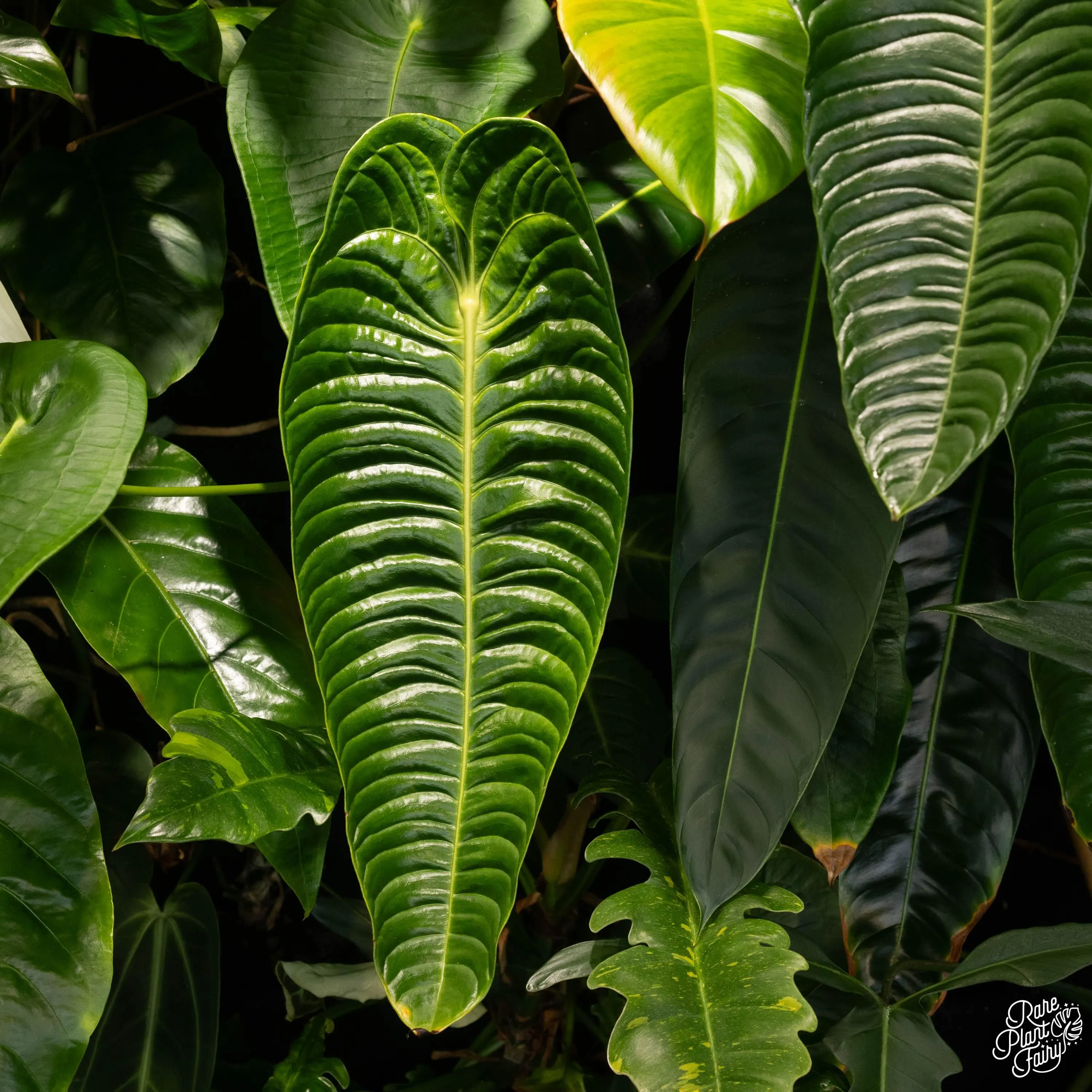 Anthurium veitchii 'King Anthurium' *Grower's Choice*