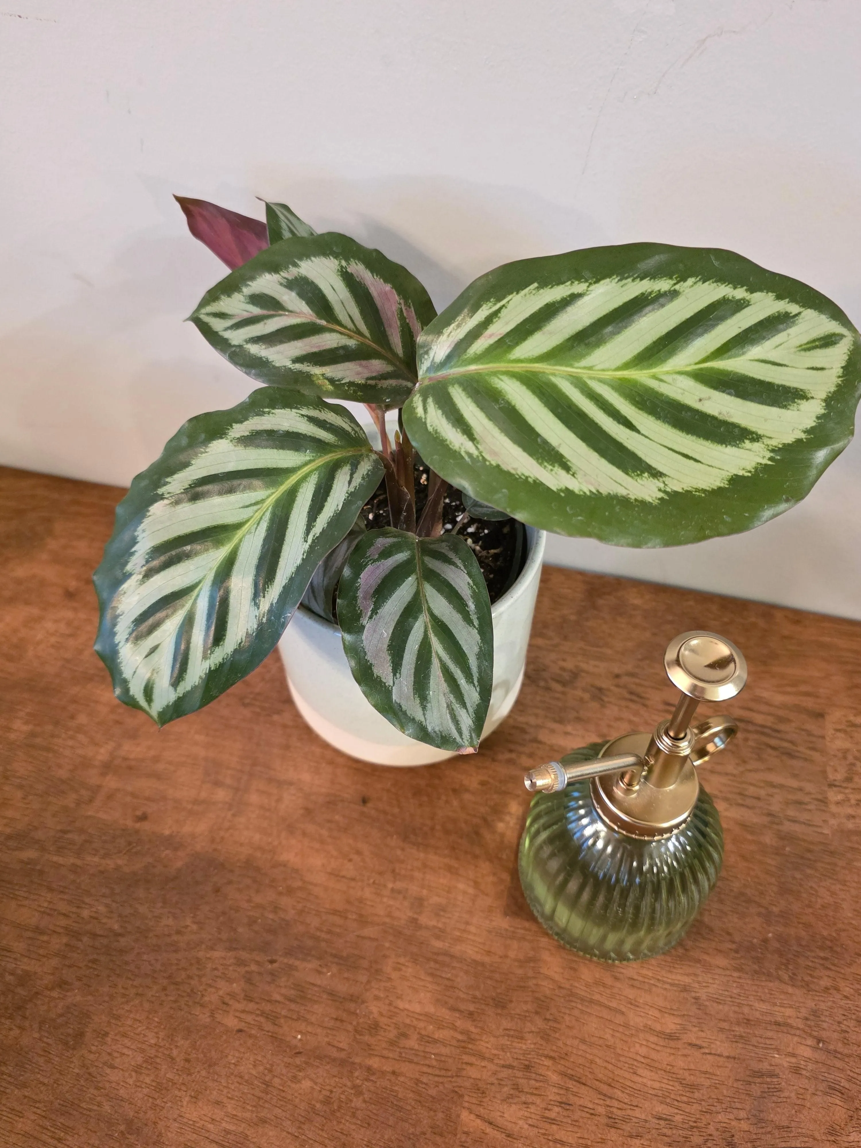 Calathea Silver Peacock