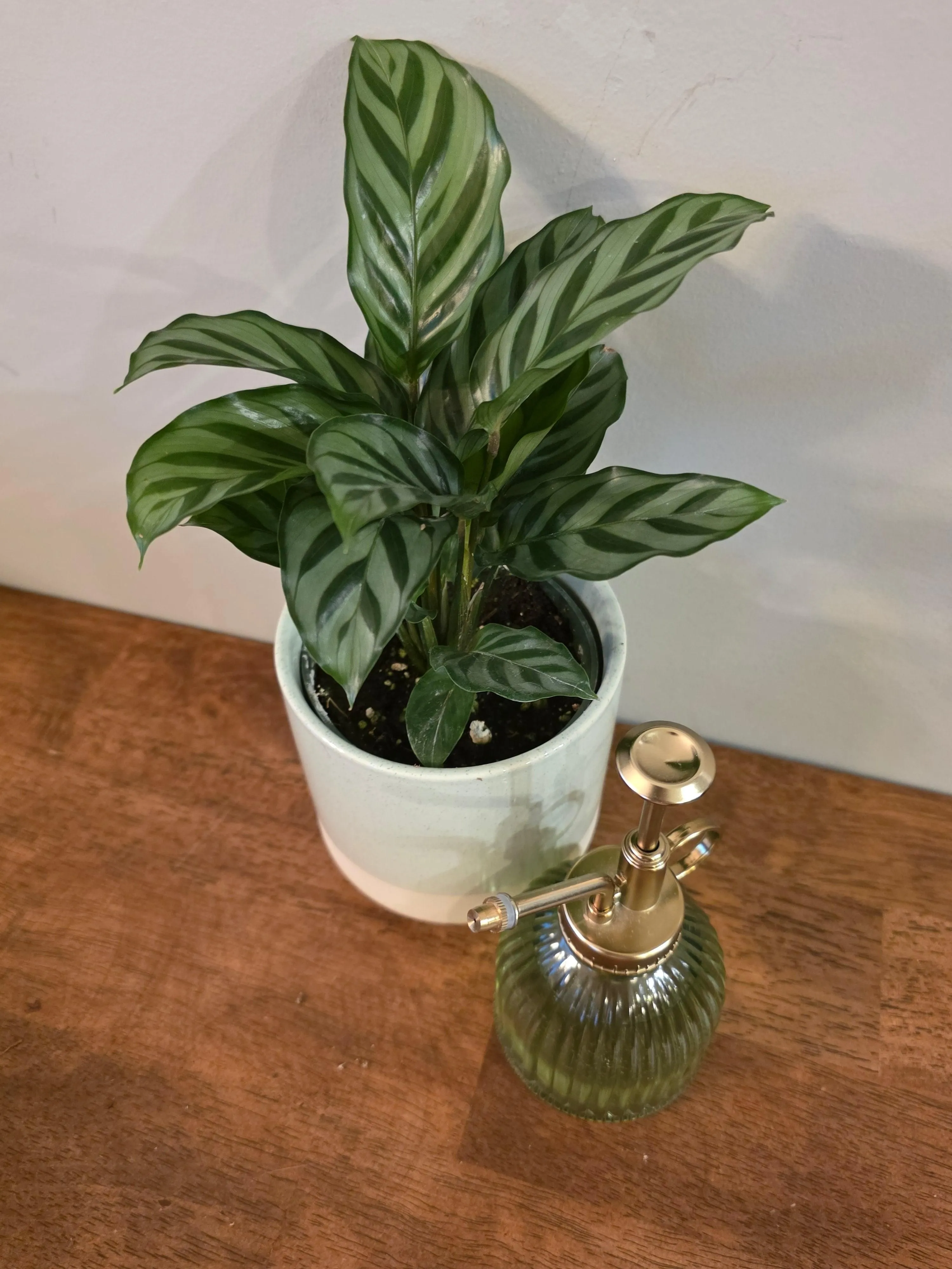 Calathea Freddie