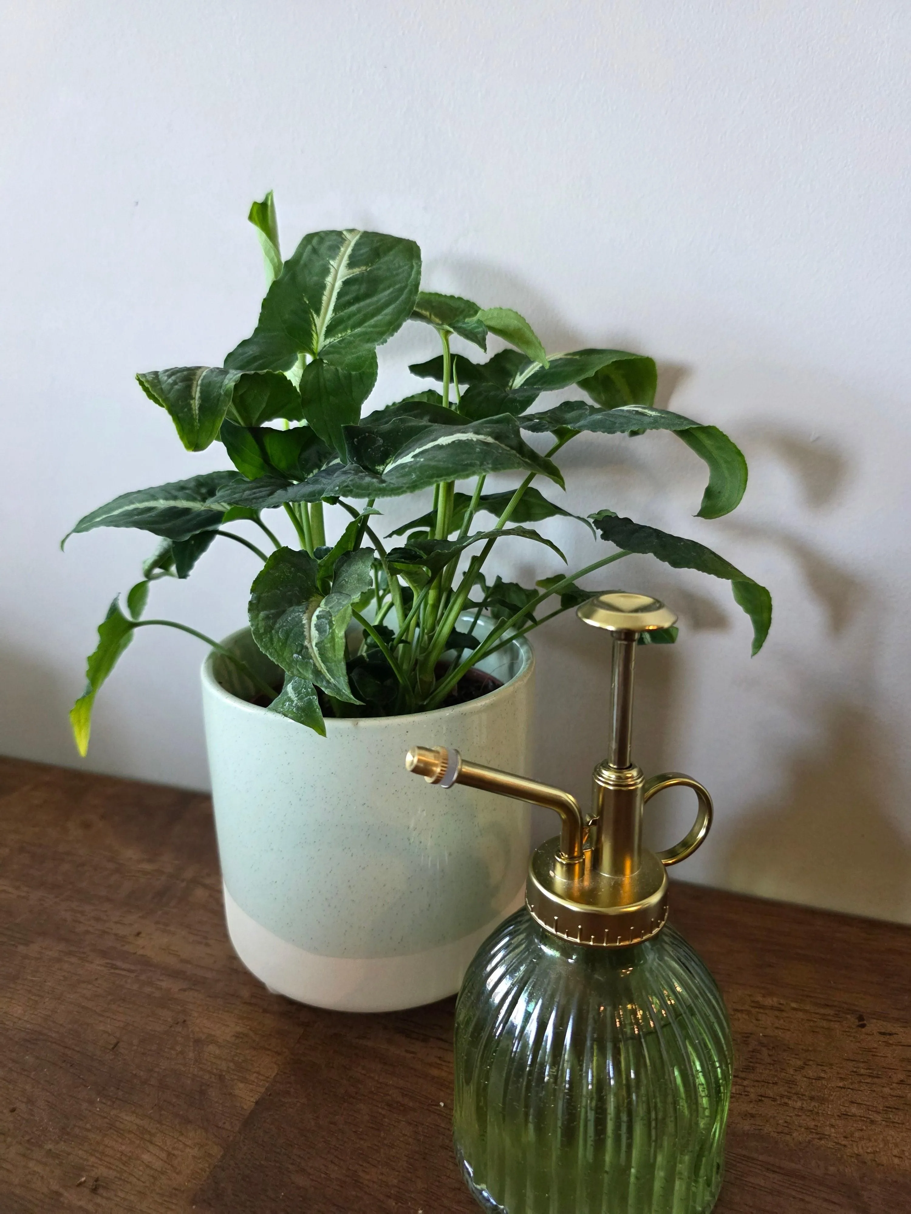 Syngonium Wendlandii