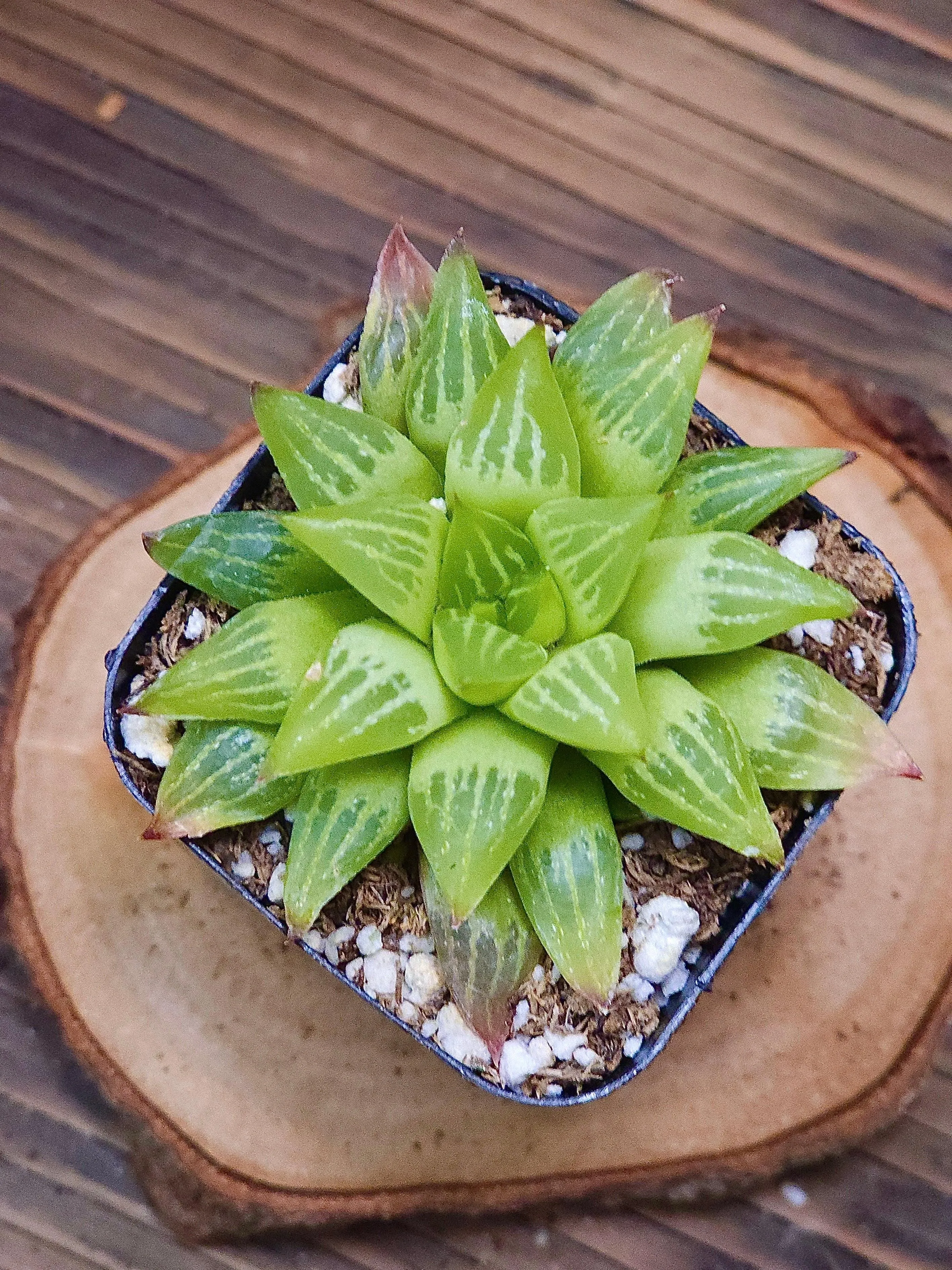 Haworthia retusa f. geraldii – Geraldii Haworthia – 2in