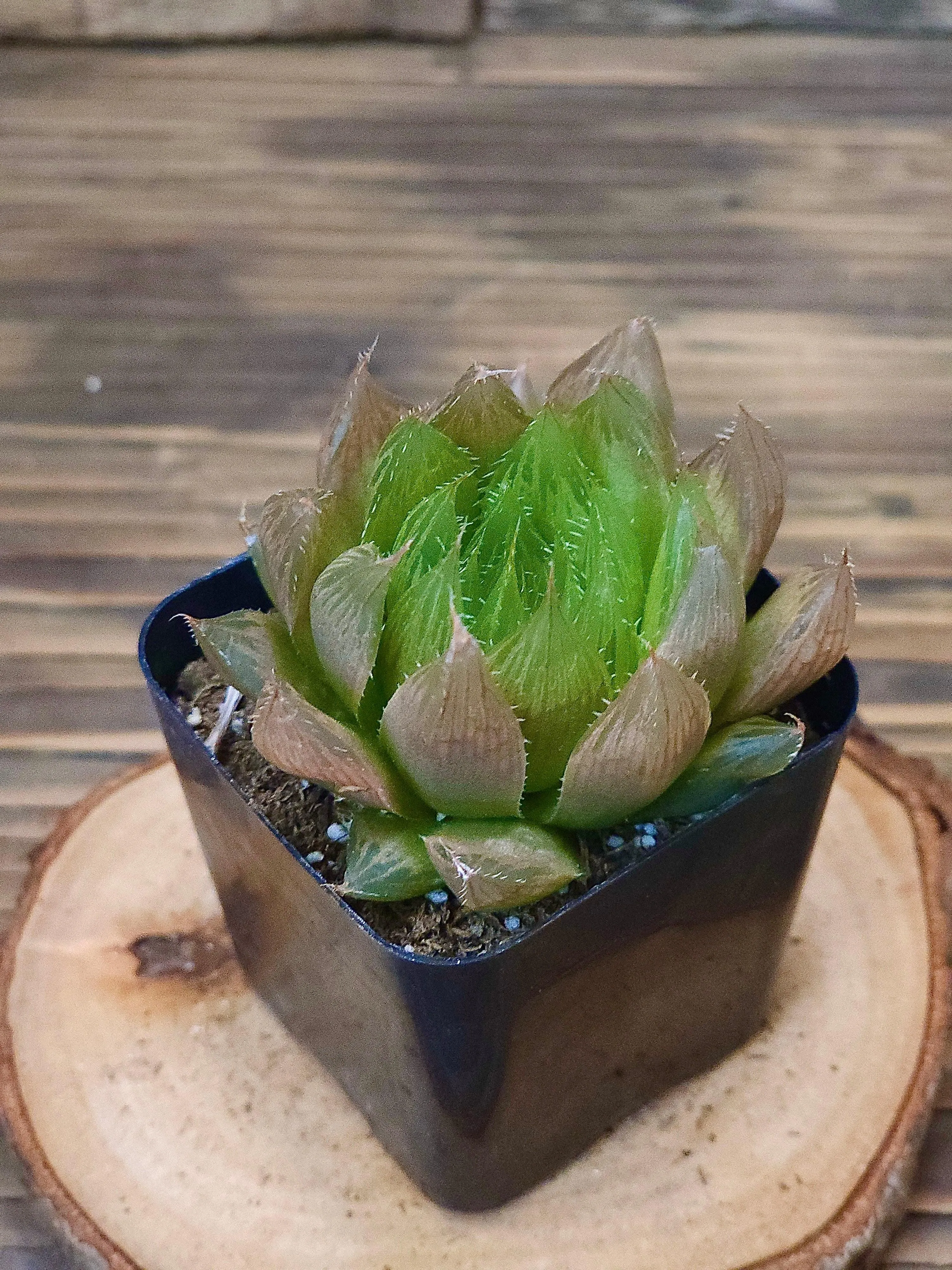 Haworthia cooperi – Cooper's Haworthia – 2in
