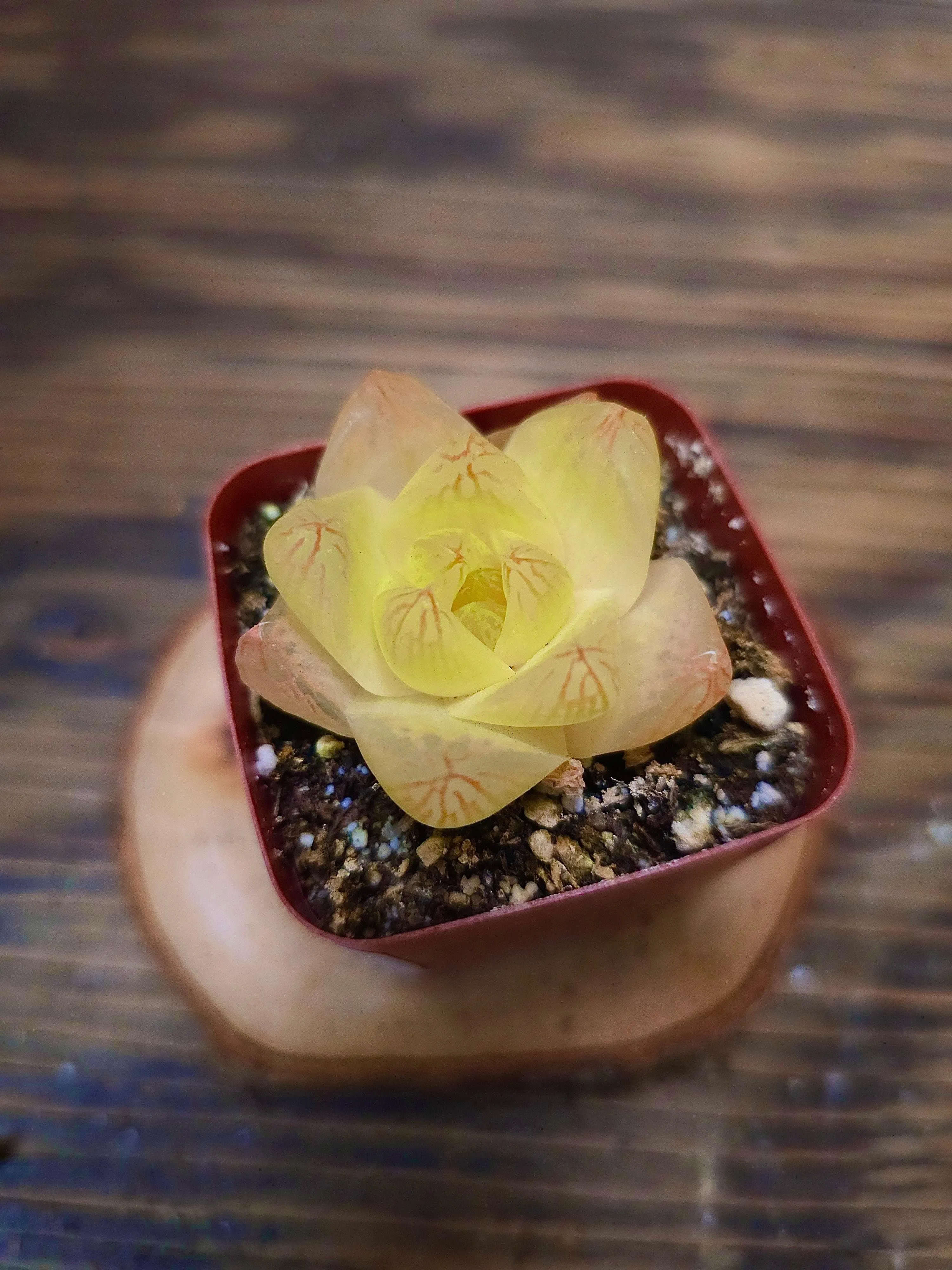 Haworthia cymbiformis 'Gold' – Gold Haworthia – 2in