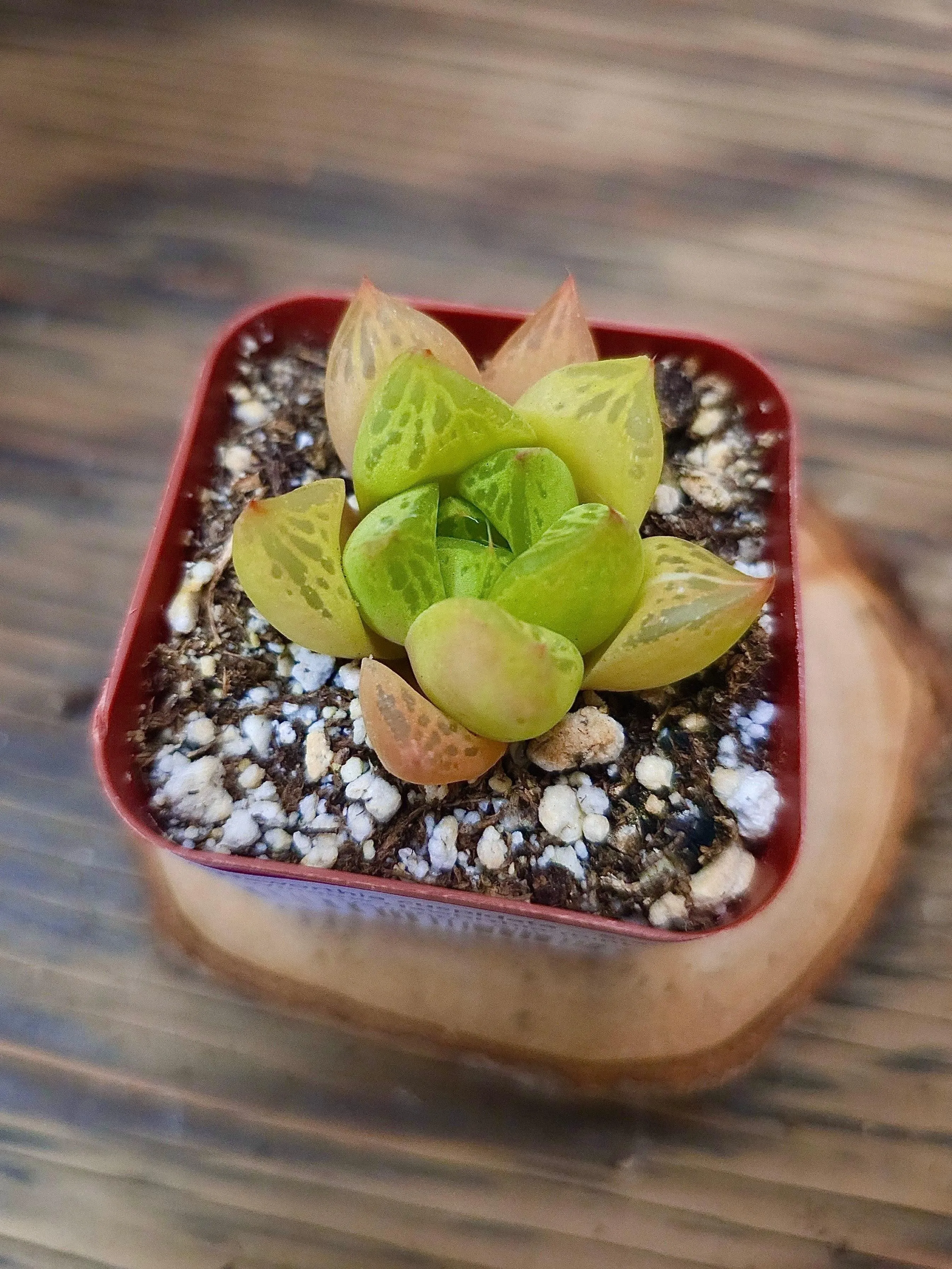 Haworthia cuspidata – Star Window Haworthia (Pink Variant) – 2in