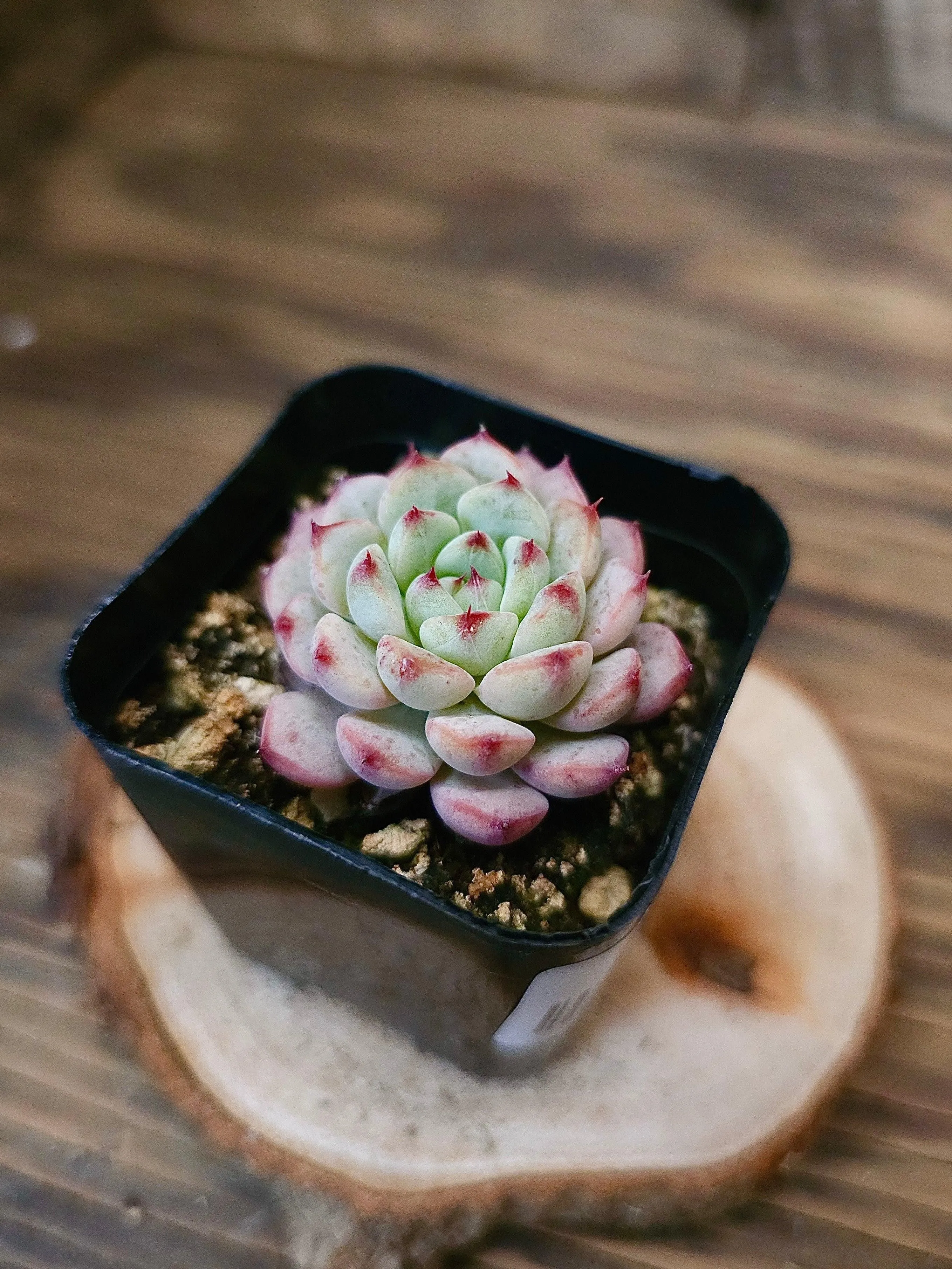 Echeveria Minima,  Echeveria minima – 2in