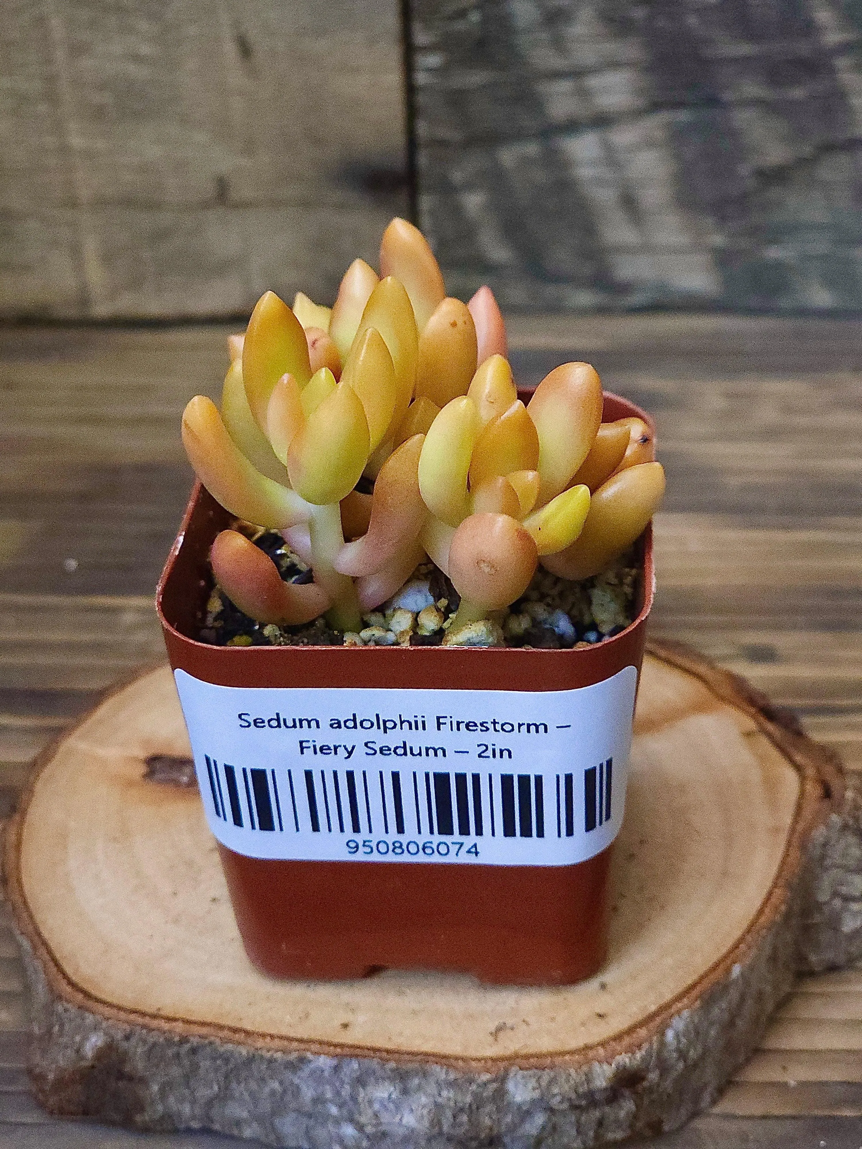 Sedum adolphii 'Firestorm' – Fiery Sedum – 2in