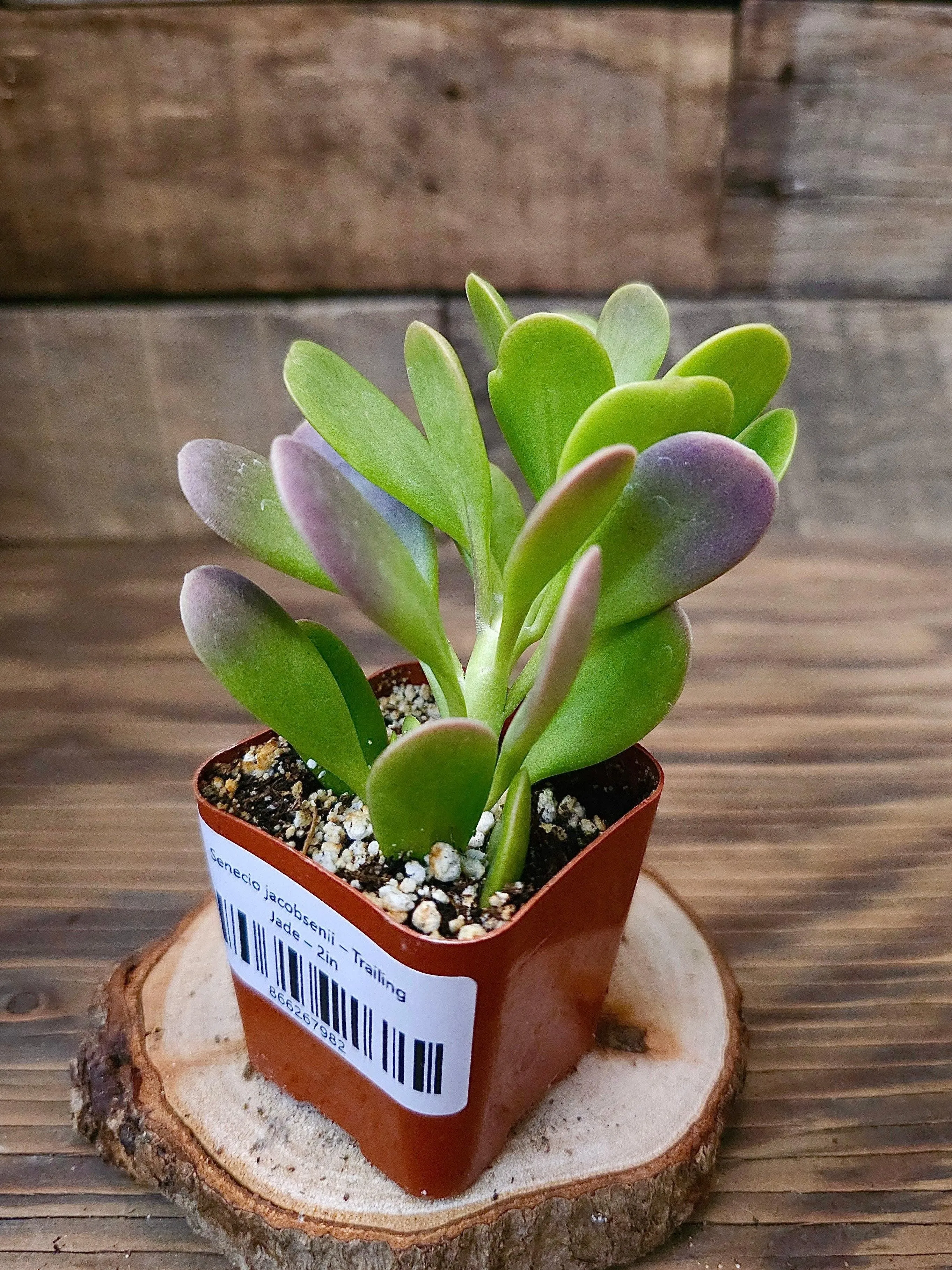 Senecio jacobsenii – Trailing Jade
